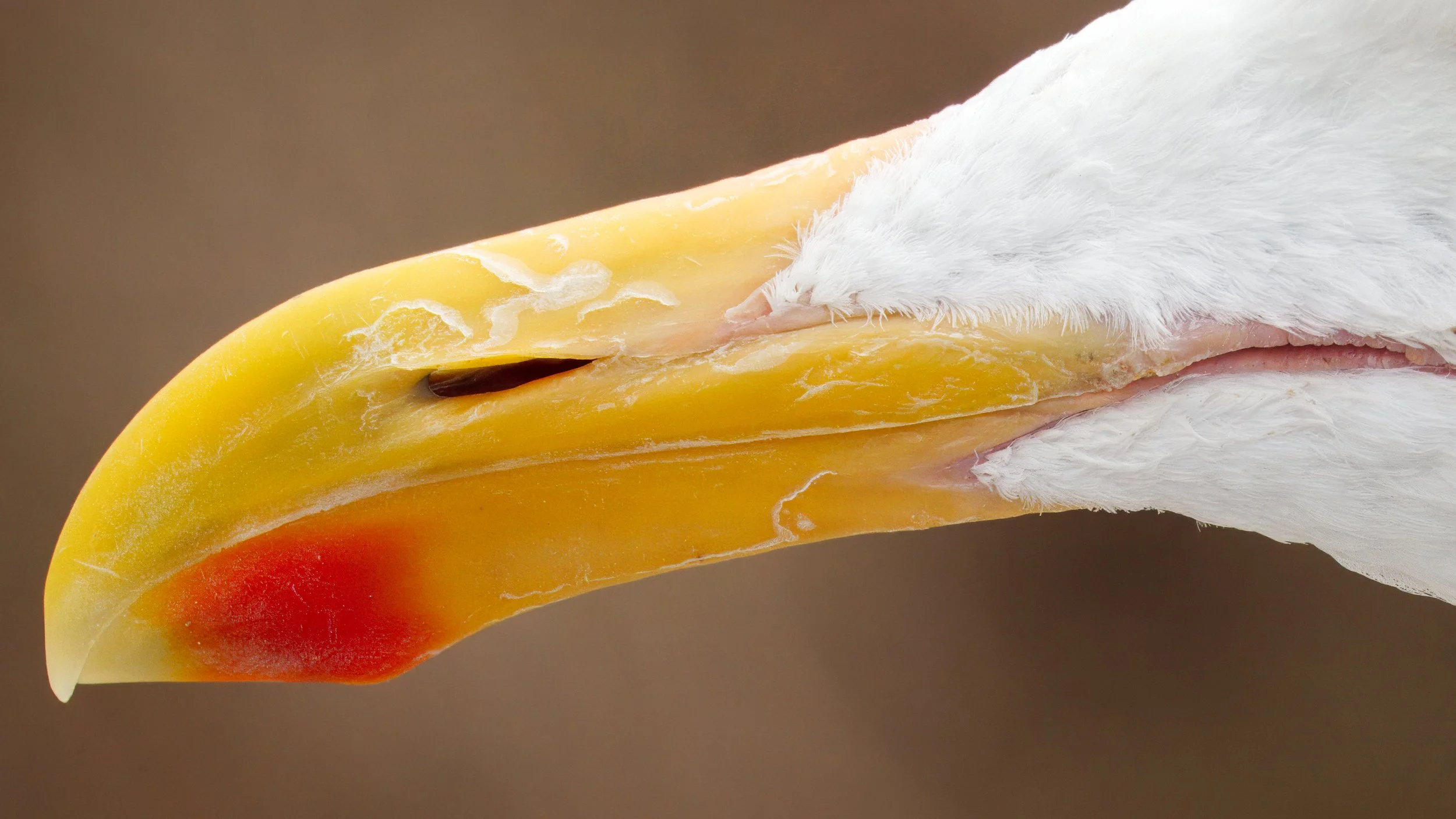 Great Black-backed Gull