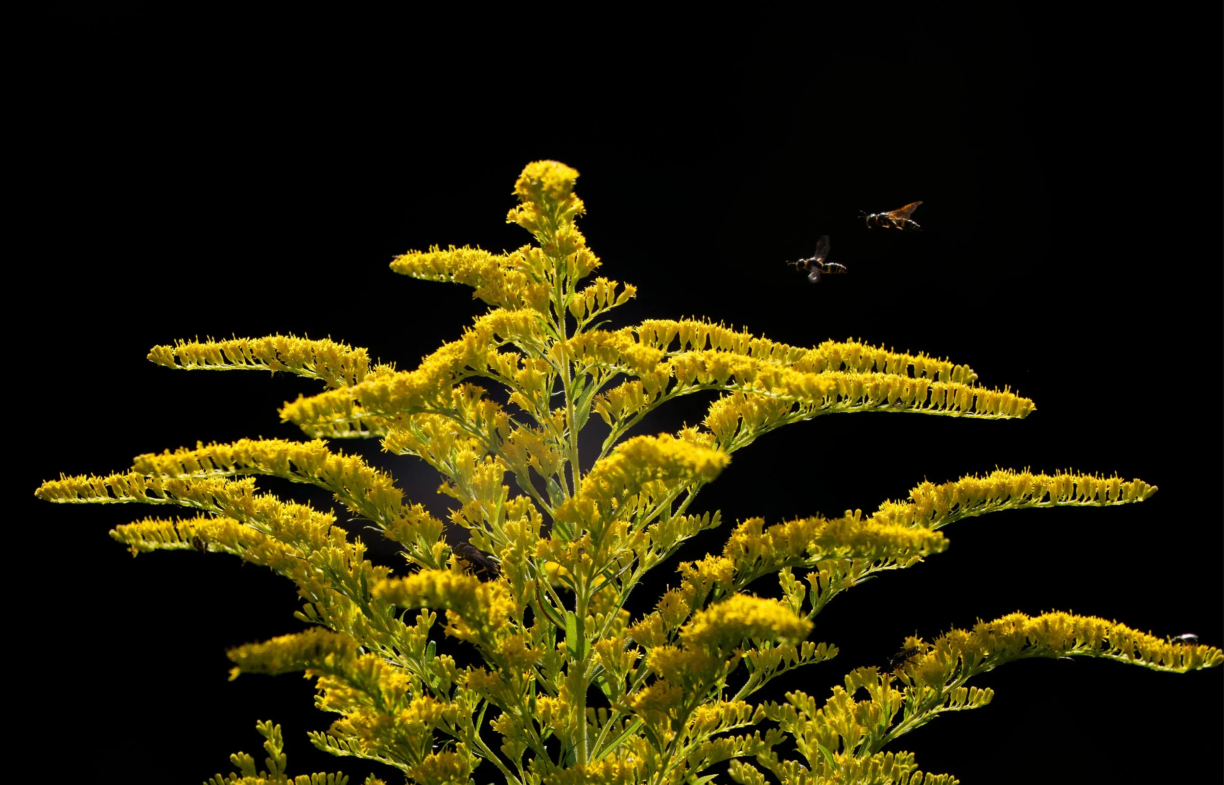 Goldenrod (Solidago) with predatory stinging Wasps (likely Paper Wasps)