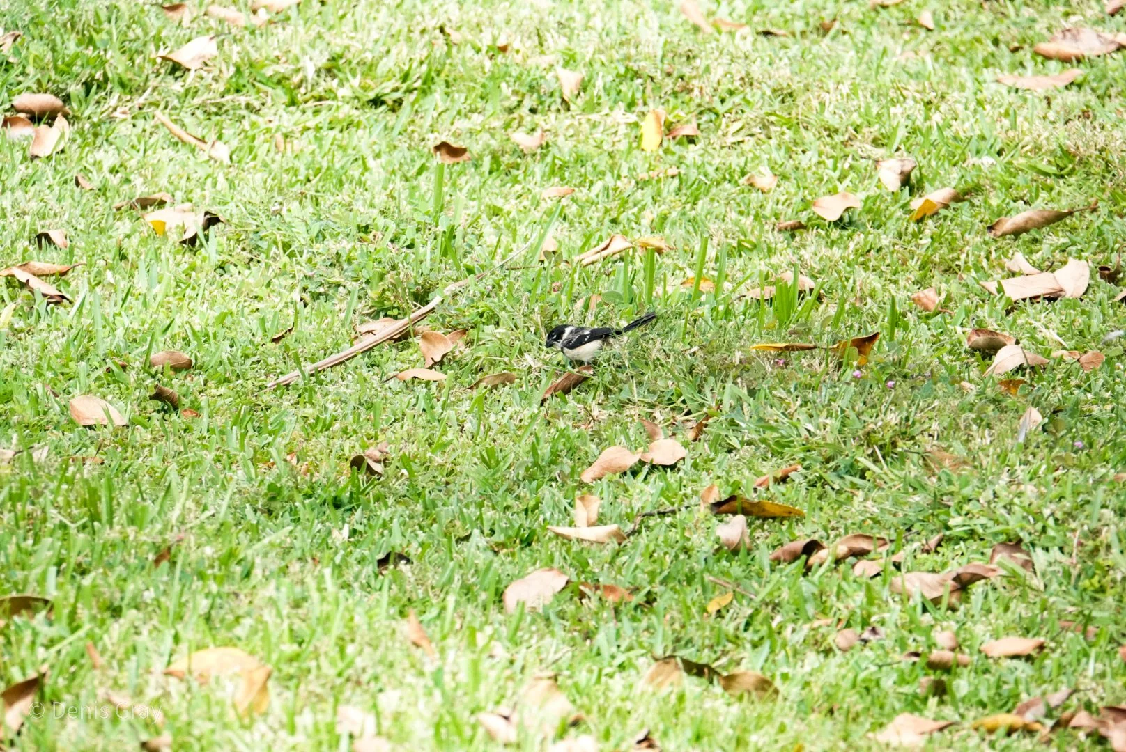 Morelet's Seed Eater, Belize City, Belize