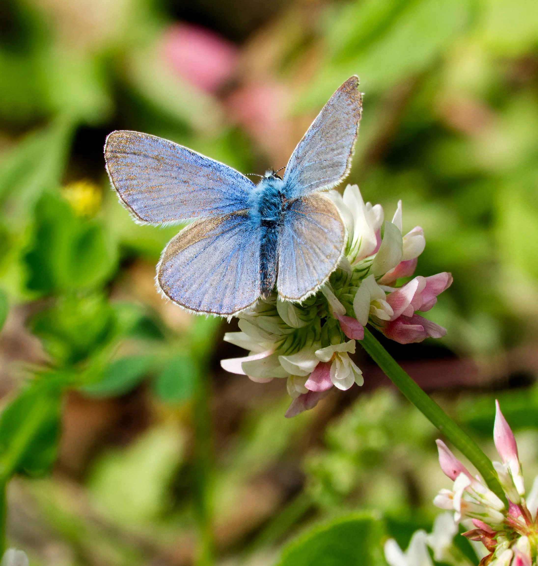 Common Blue Butterfly