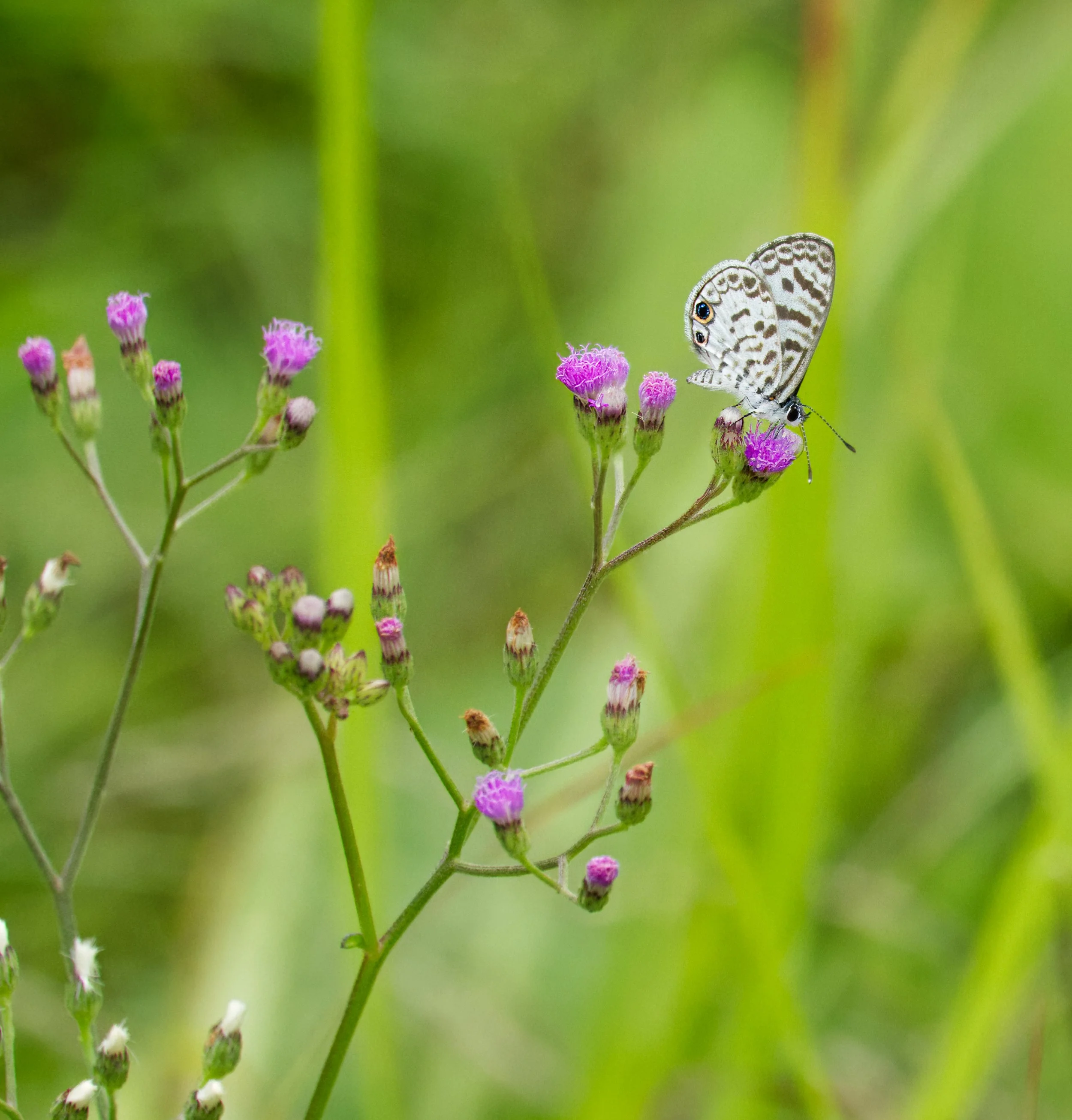 Cassius Blue, Belize