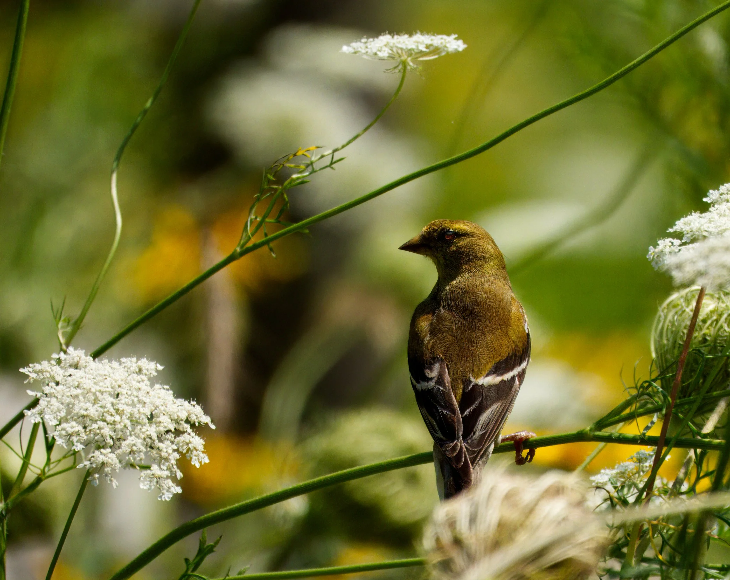 American Goldfinch female