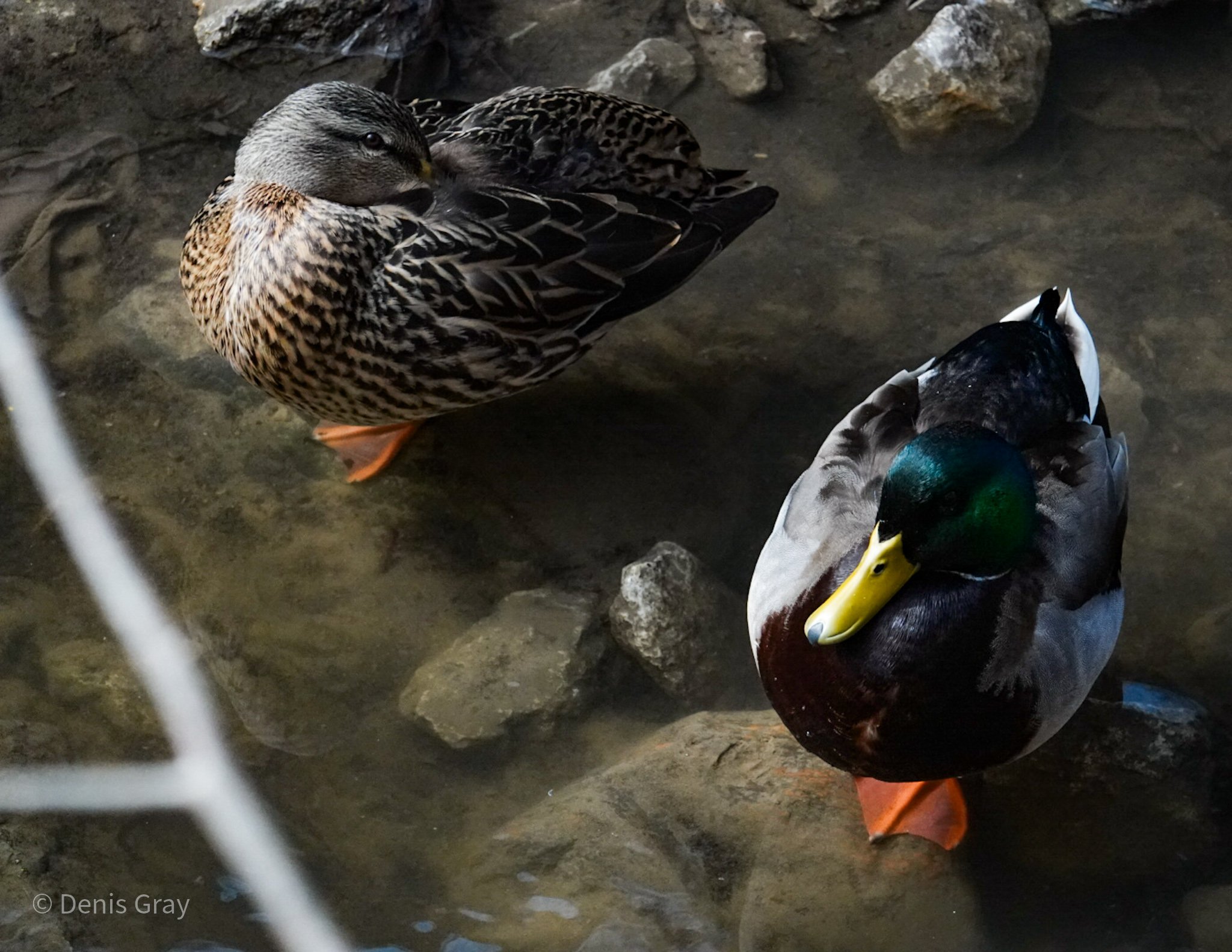 Yellow Creek Mallard pair, Toronto, Canada