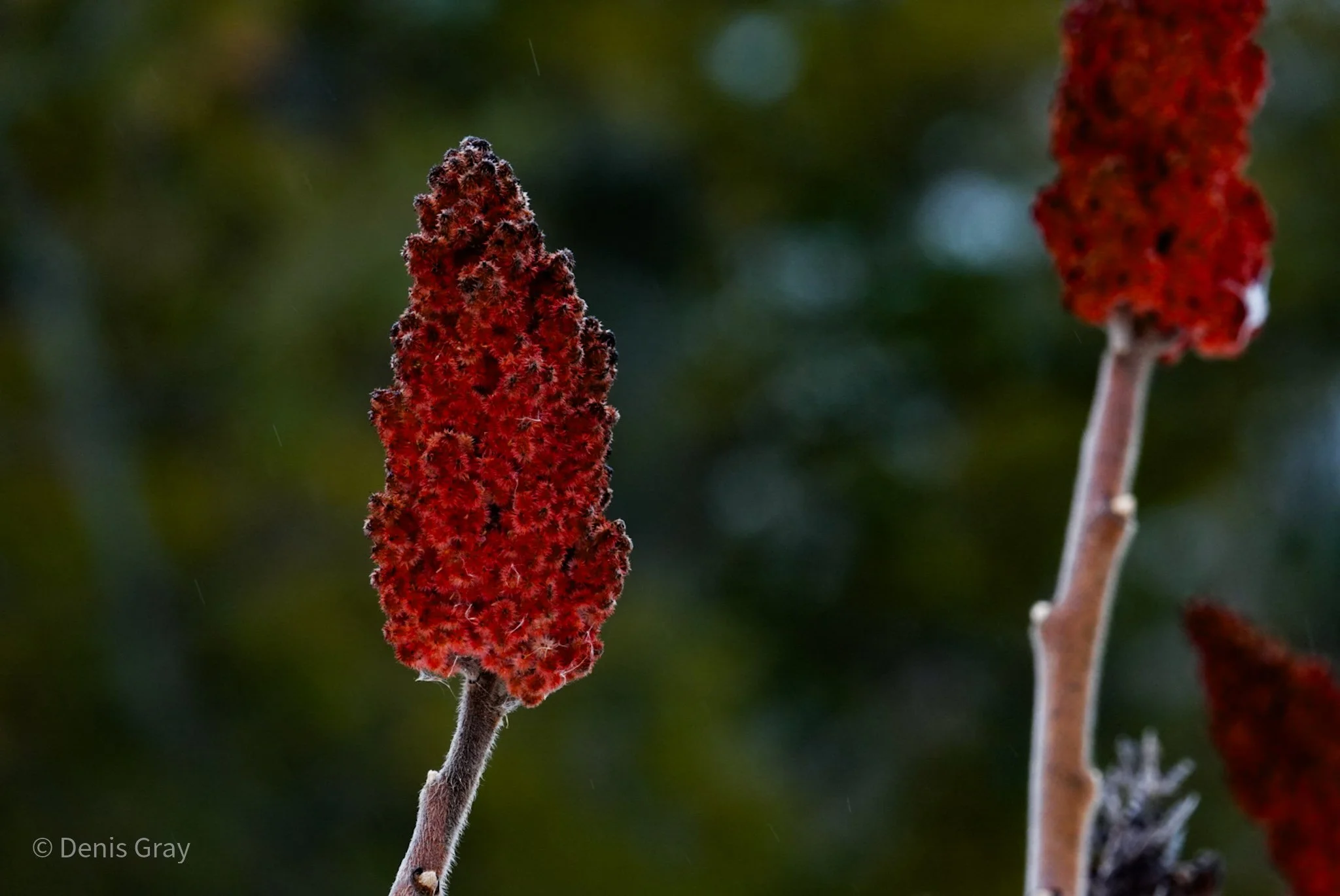 Stagshorn Sumac, Don Valley Brick Works Park, Toronto