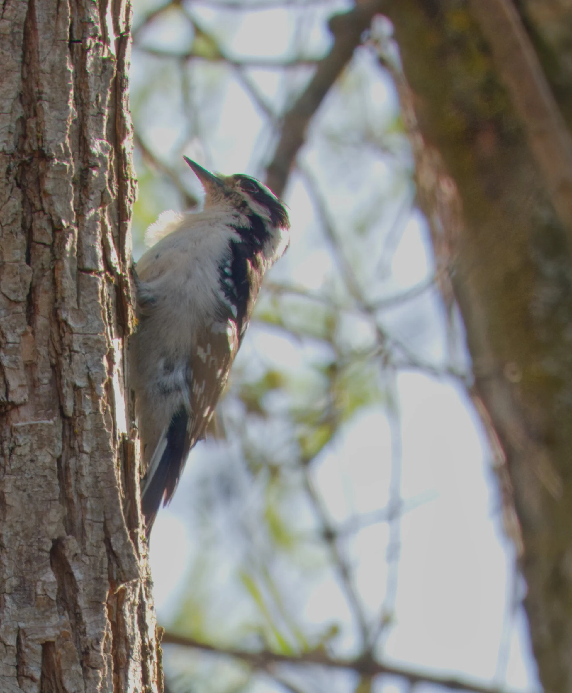 Downy Woodpecker, Evergreen Brickworks, Toronto
