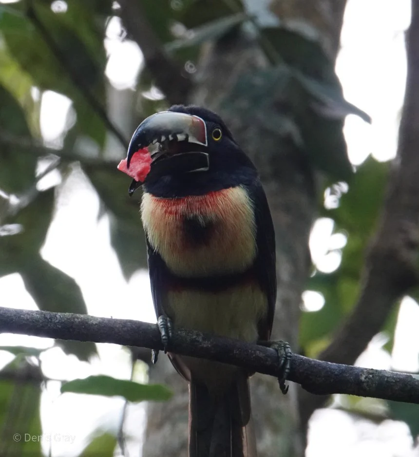 Collared Aracari, Western Belize