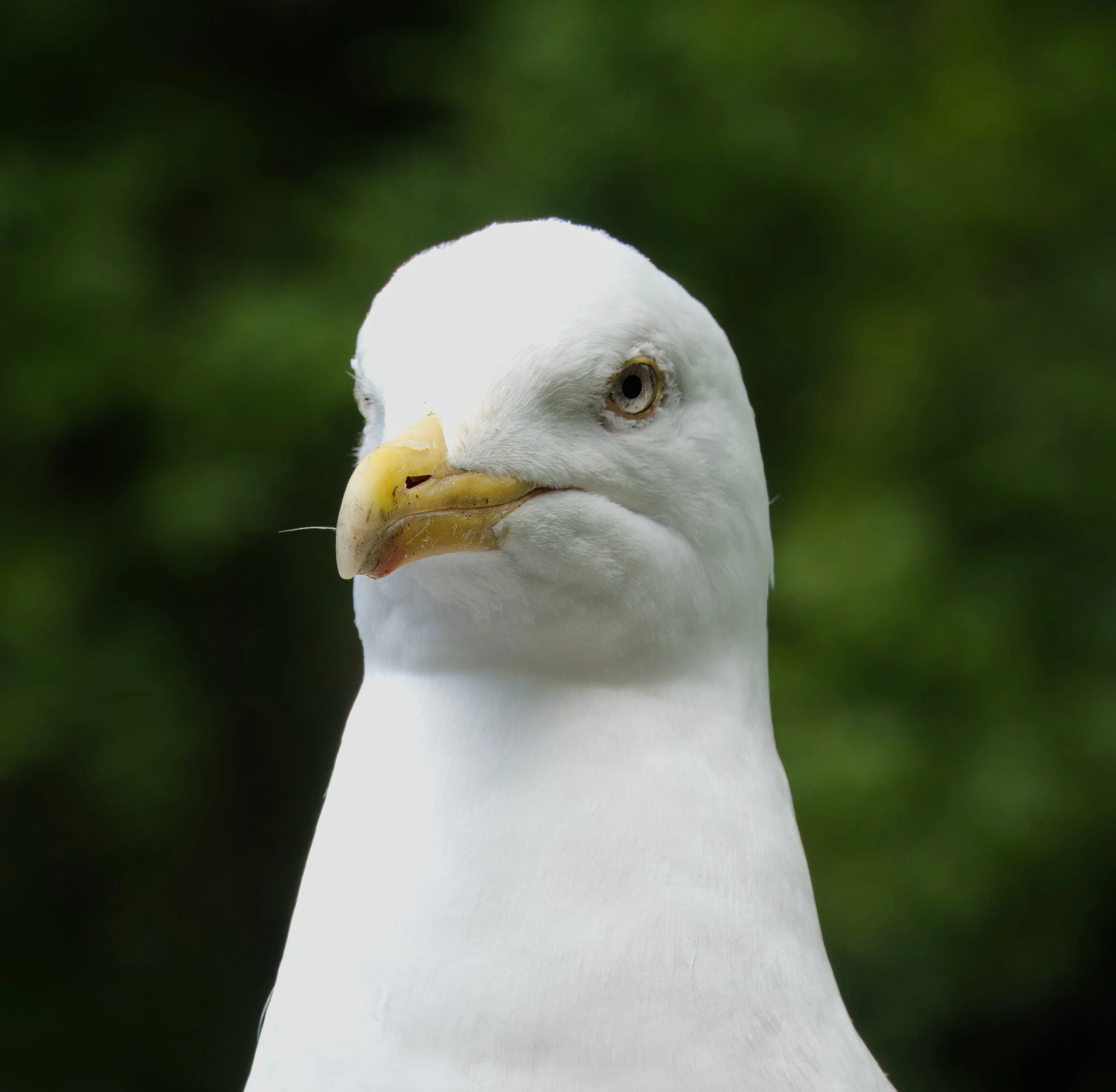 St. Stephen's Green Gull, Dublin, Ireland