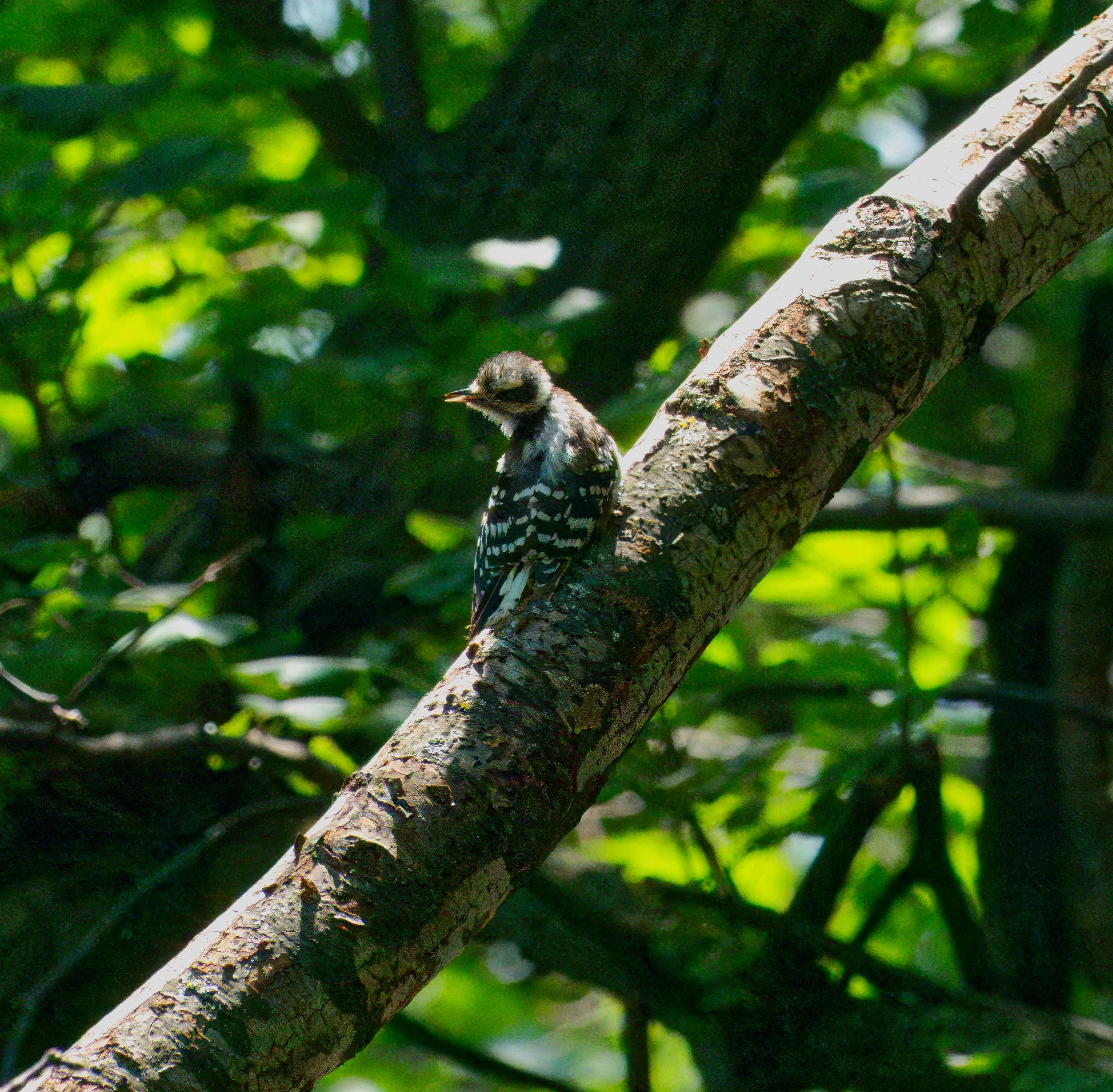 A very young Downy Woodpecker in the Ravine