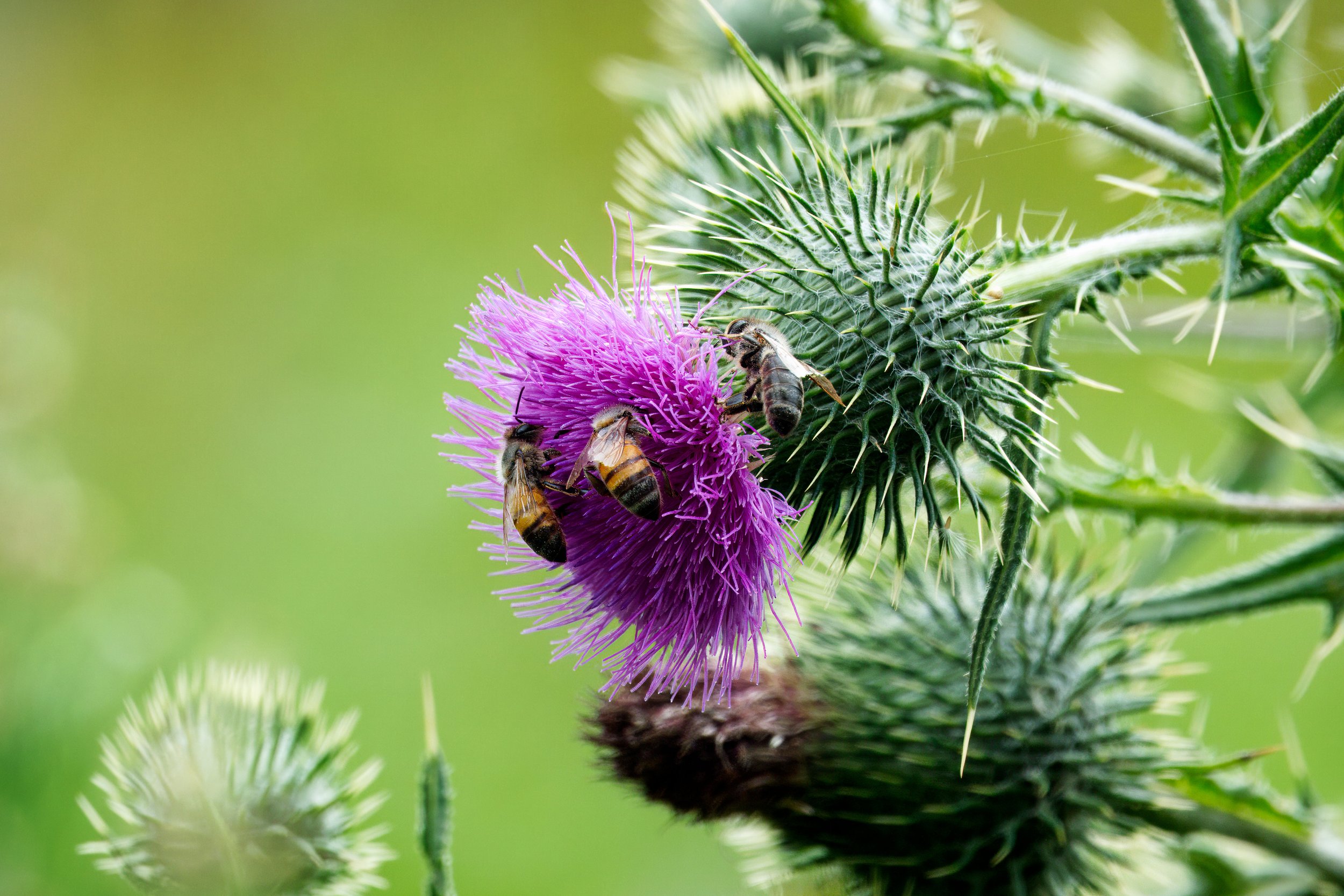 A three bee Thistle, Laguna Woods, Southern California