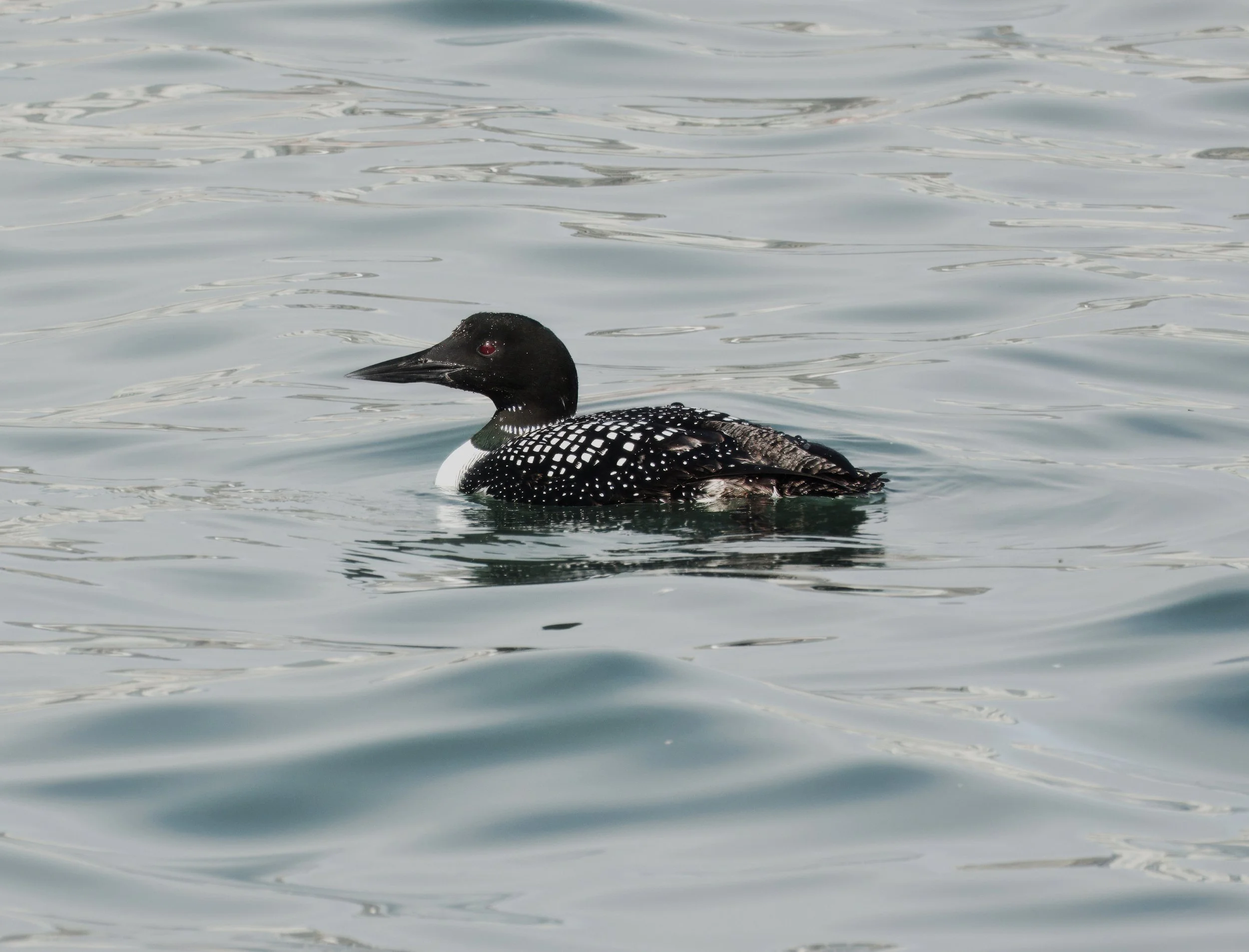 Common Loon, Waterfront, Toronto