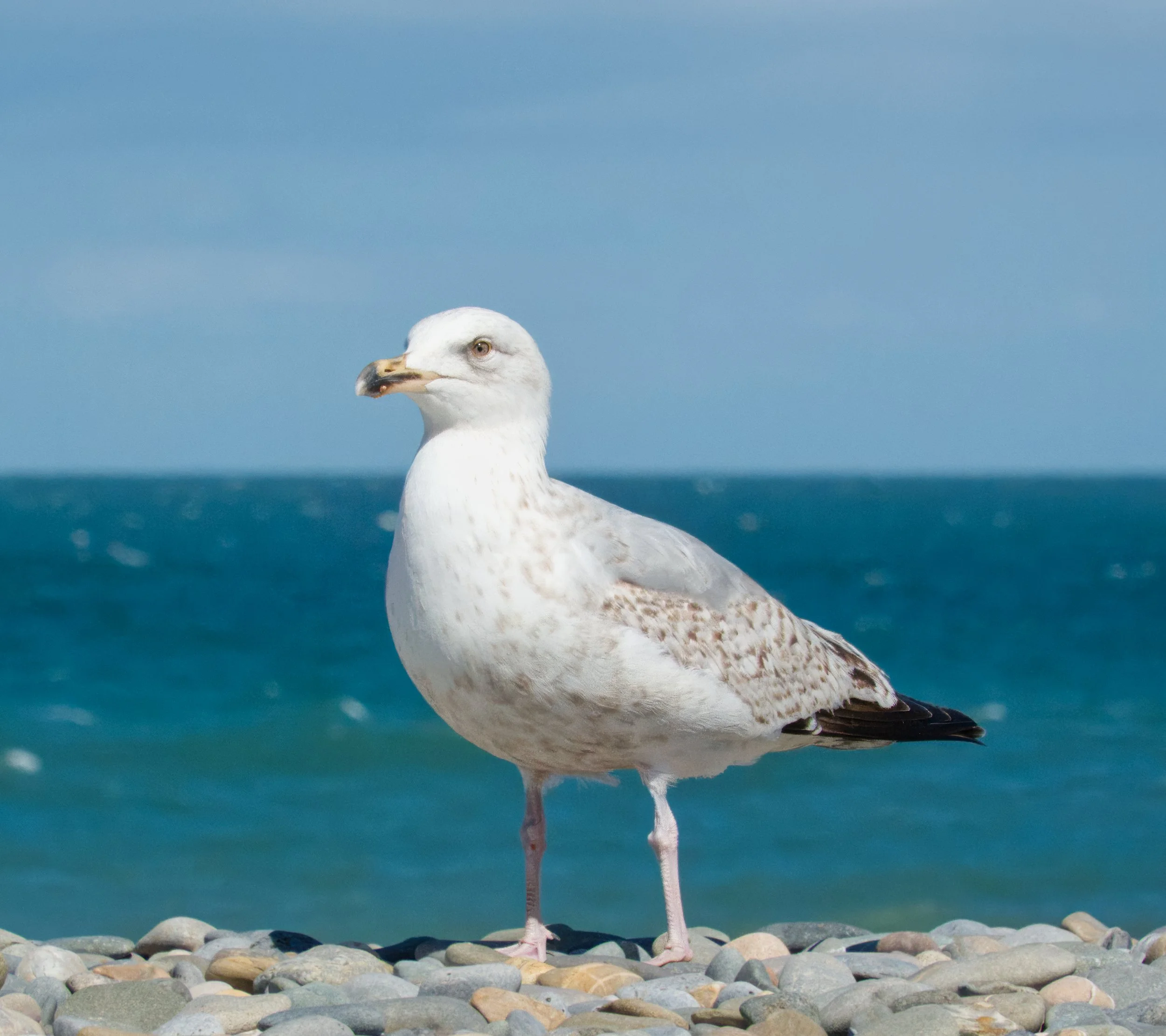 Bray Beach juvenile Gull, Bray, Co. Wicklow, Ireland
