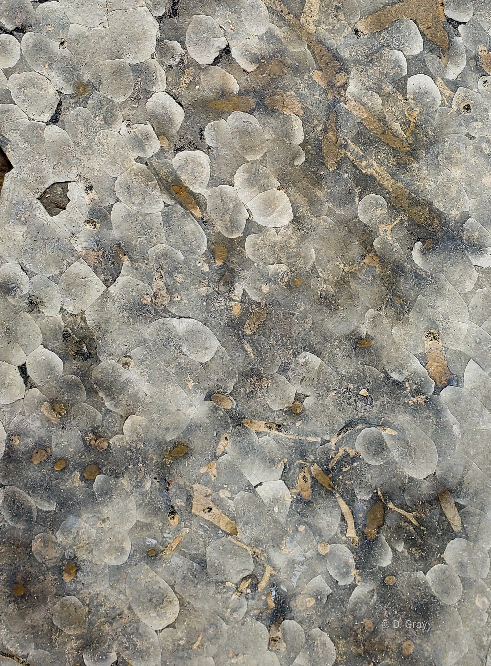 Conglomerate Rock, on the beach at Torrey Pines, California