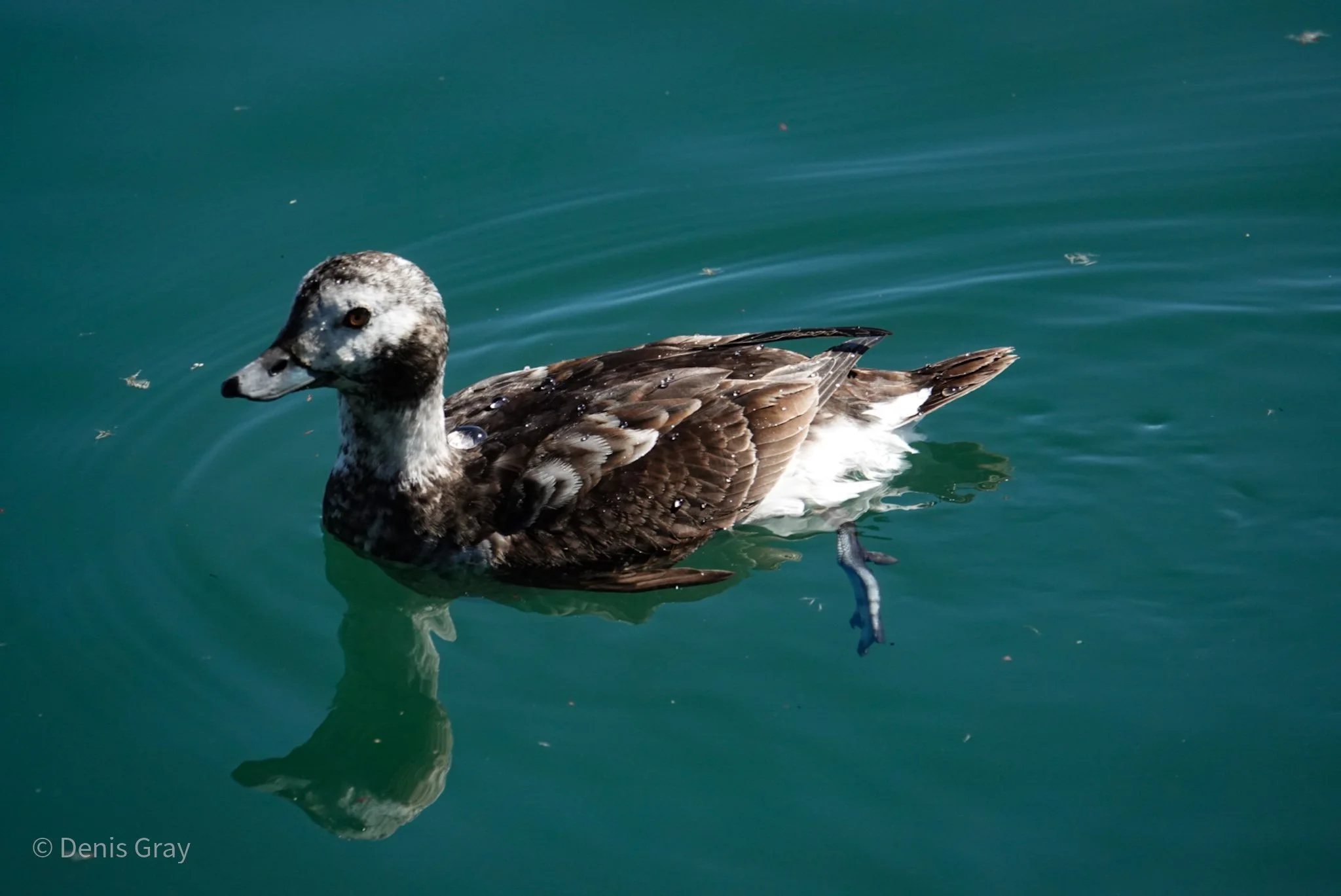 Long-tailed Duck