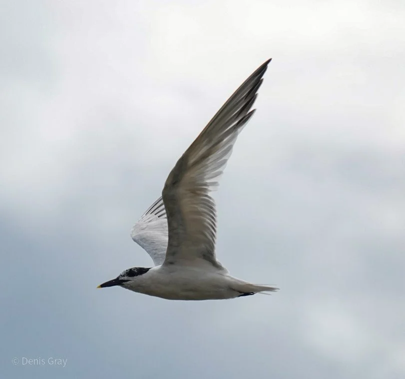 Sandwich Tern, Hopkins, Belize