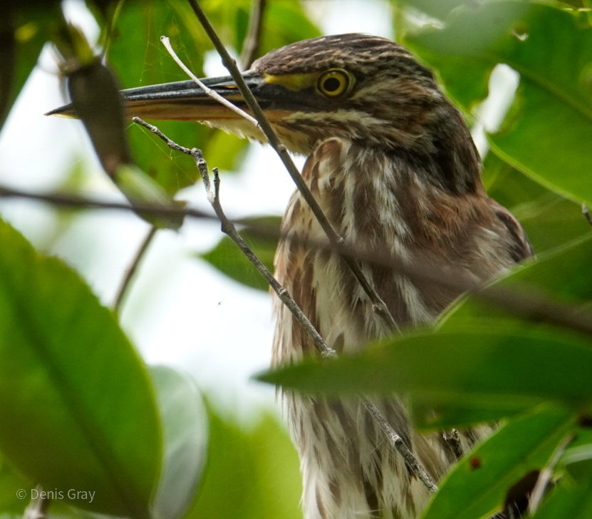 Juvenile Black-capped Night Heron, in the mangroves, Hopkins, Belize