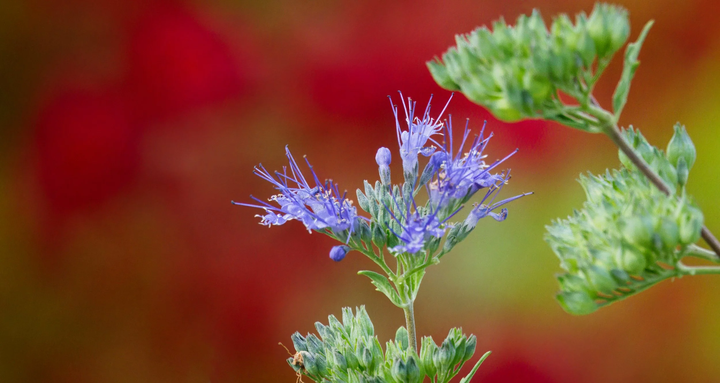 Caryopteris