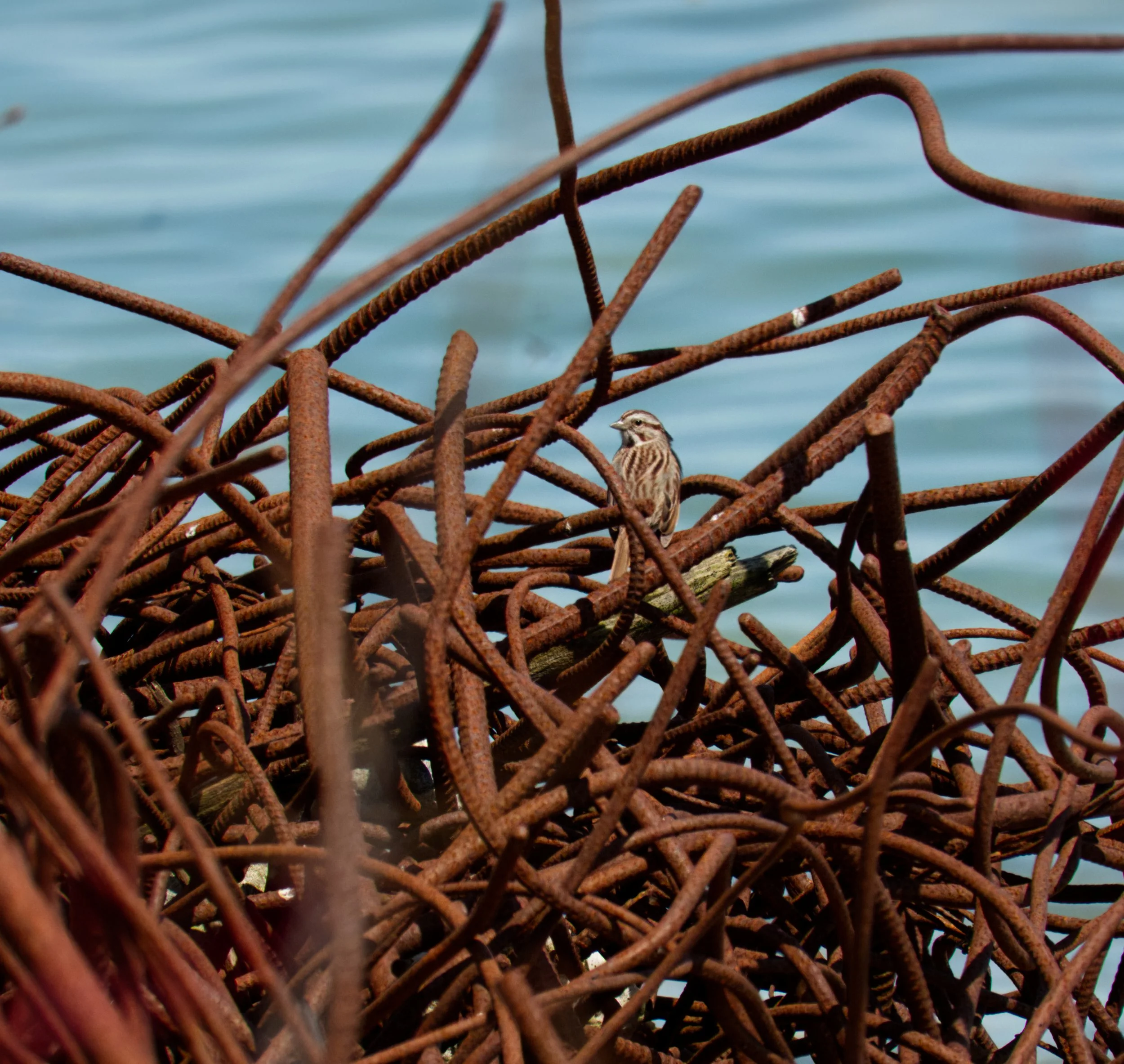 Rebar Song Sparrow 