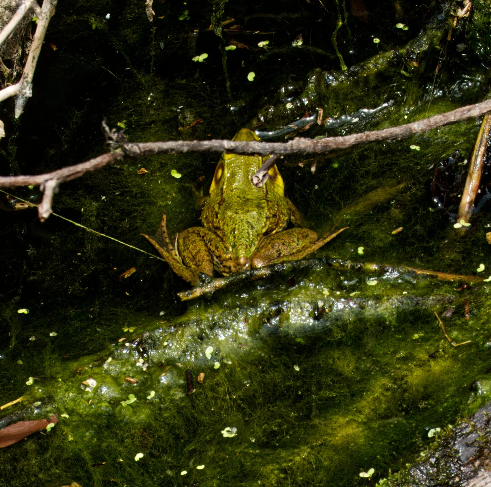 A Green Frog in Wilket Creek, Toronto 