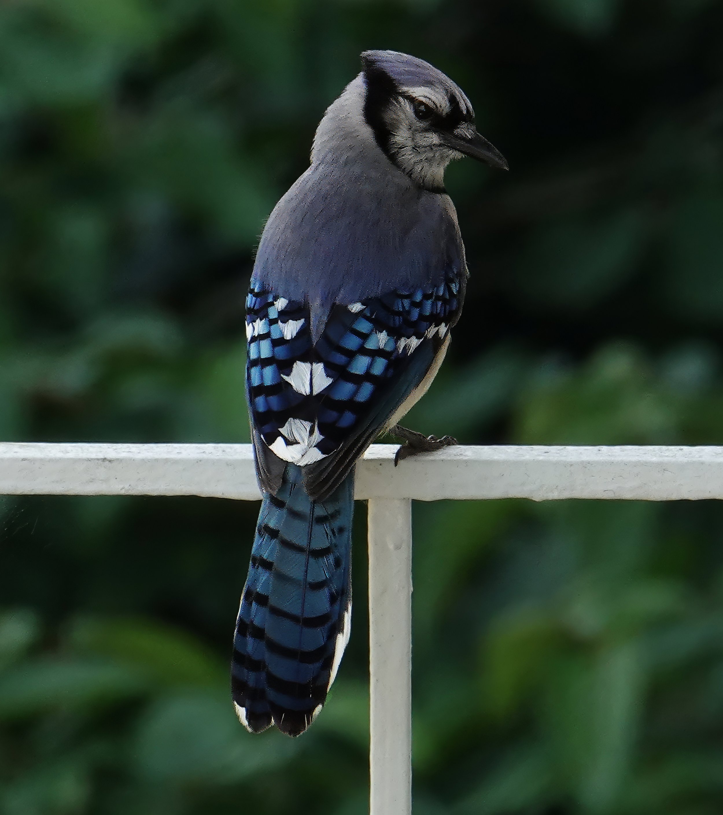 Bluejay, Washington DC, SW