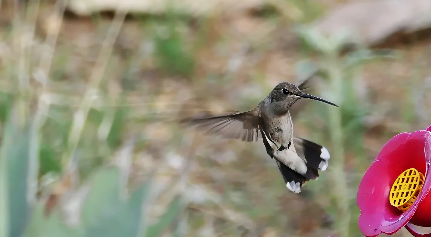 Black-chinned Hummingbird (female)