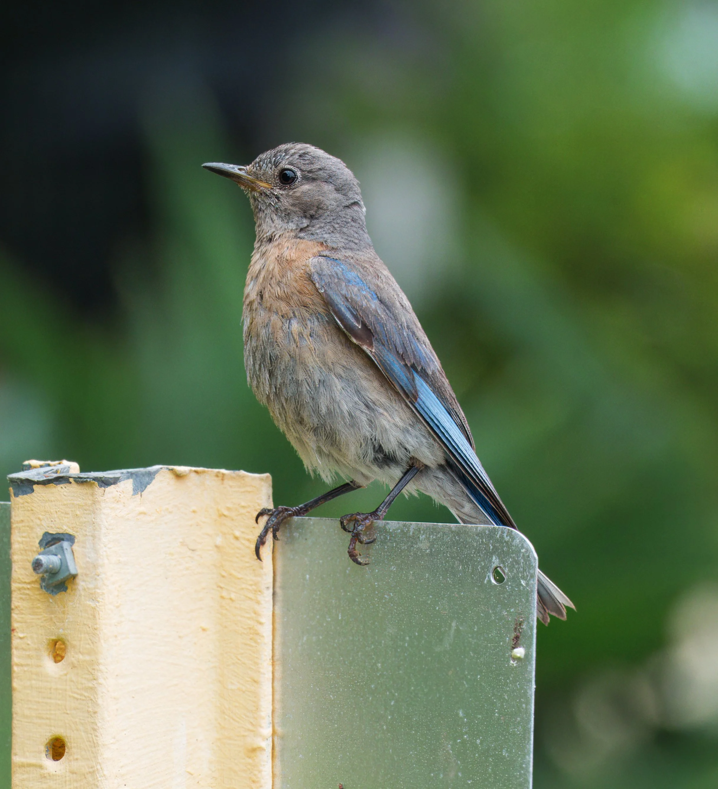Western Bluebird, Laguna Woods, Southern California