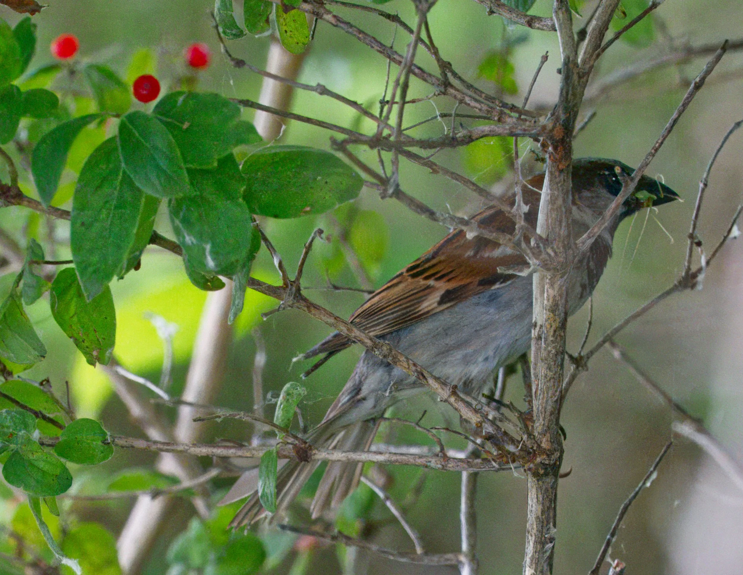 House Sparrow on Red Huckleberry