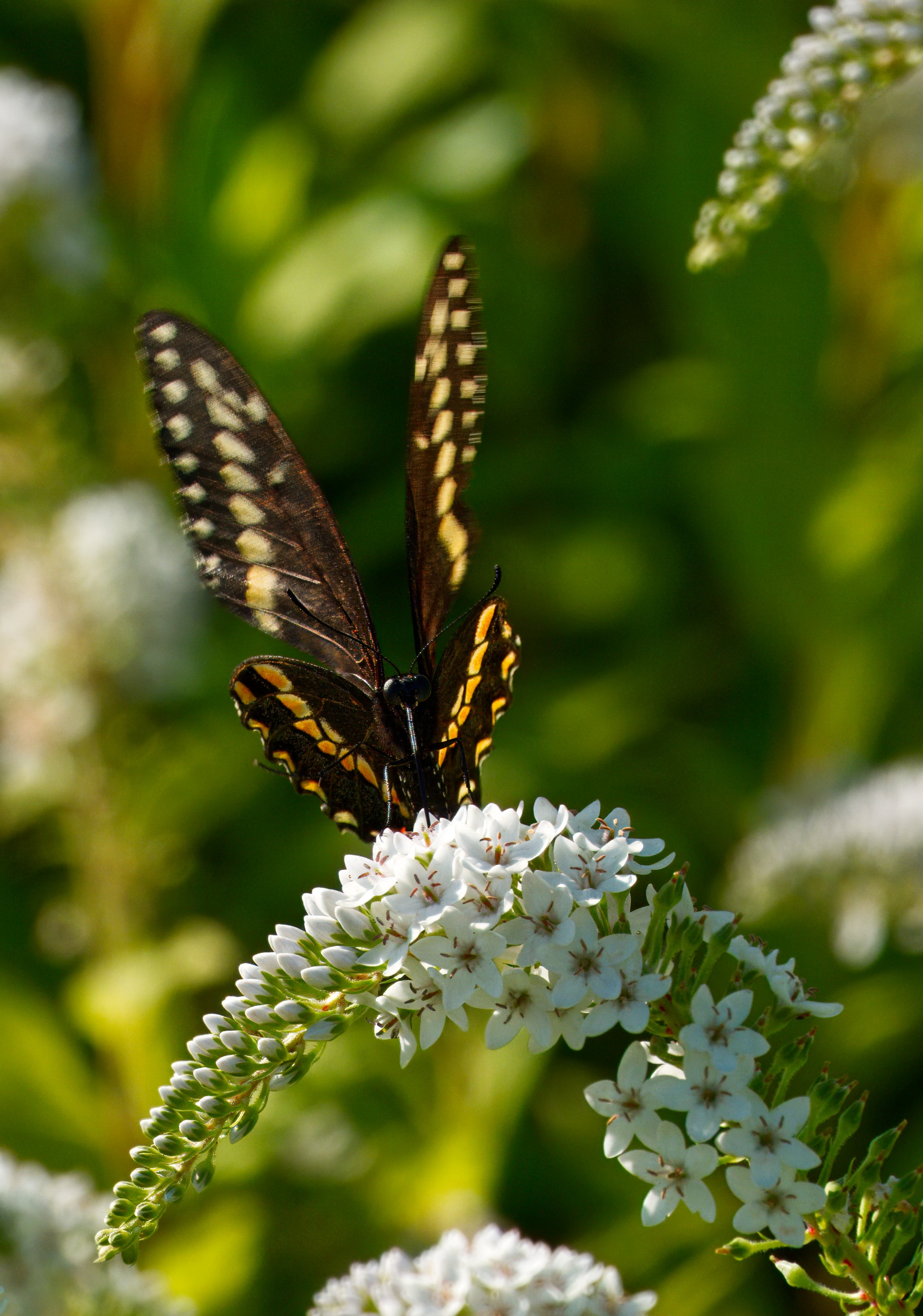 American Black Swallowtail Butterfly