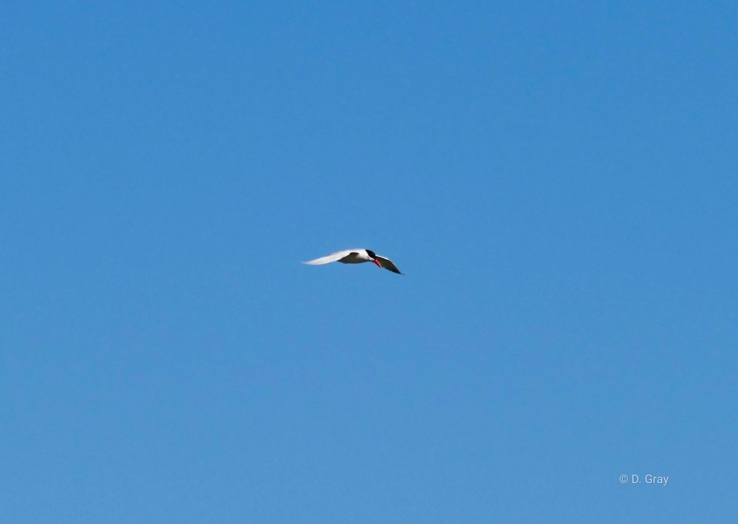 Caspian Tern