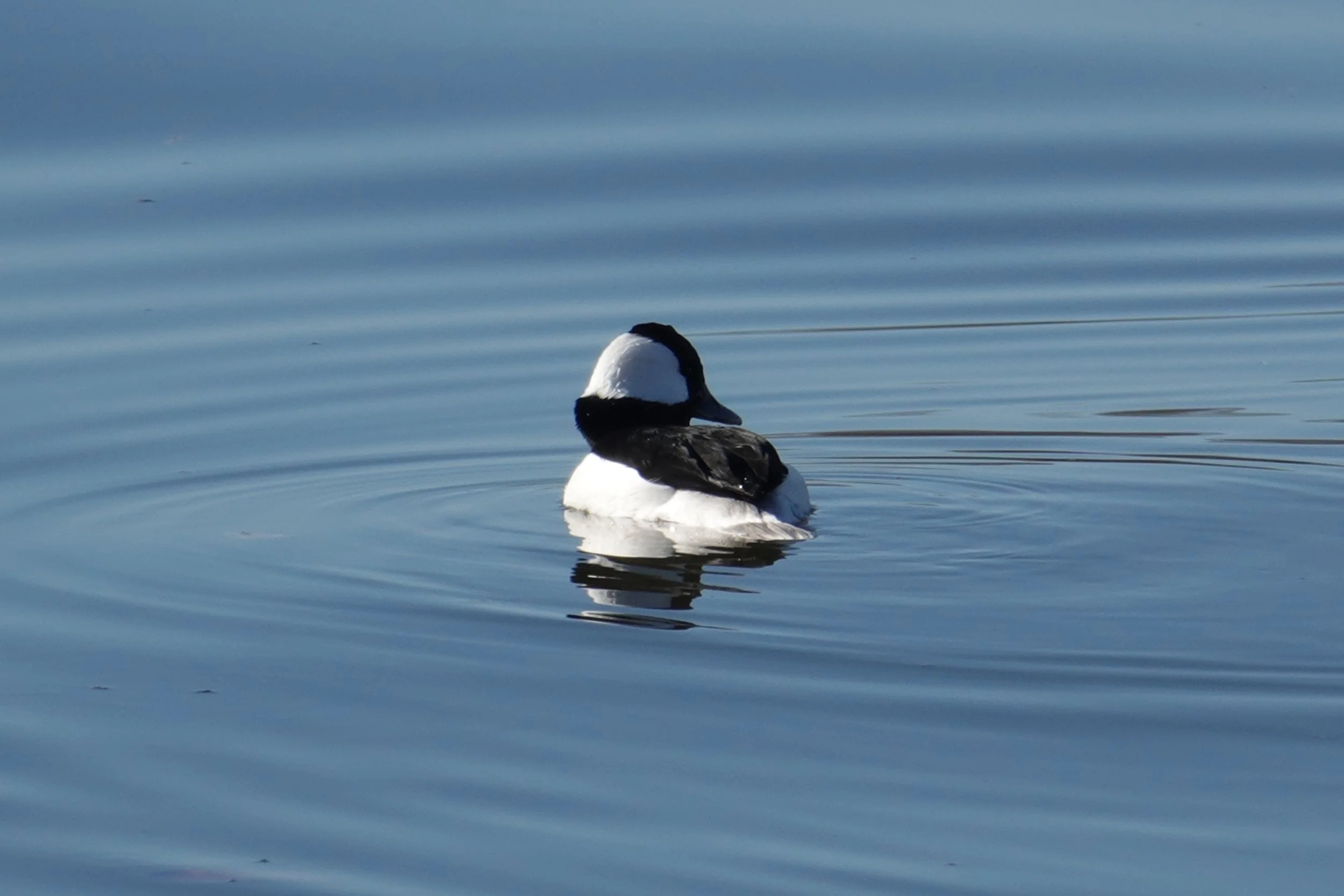 Bufflehead, The Washington Channel, Washington DC
