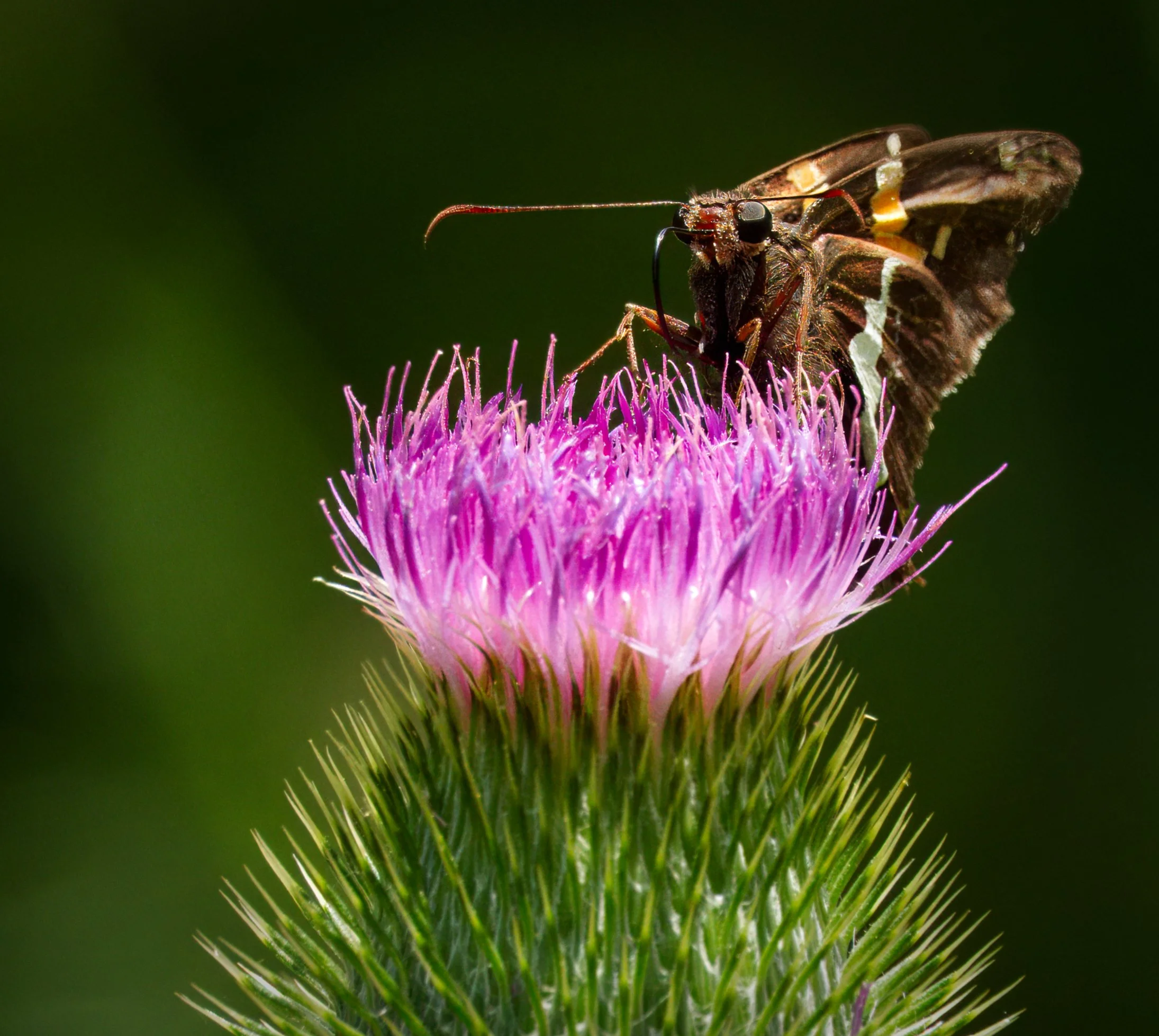 Silver-spotted Skipper Butterfly (note the dark slender proboscis)