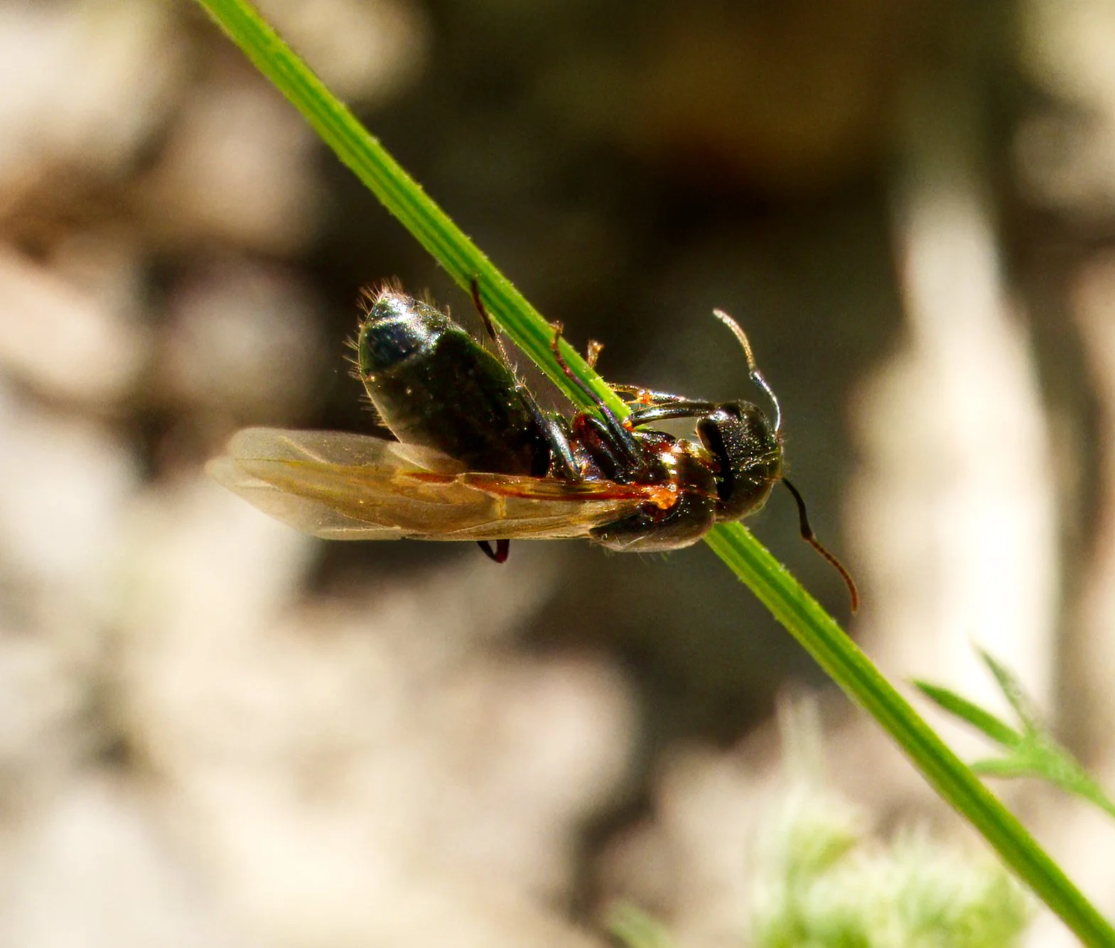 Winged Carpenter Ant Queen
