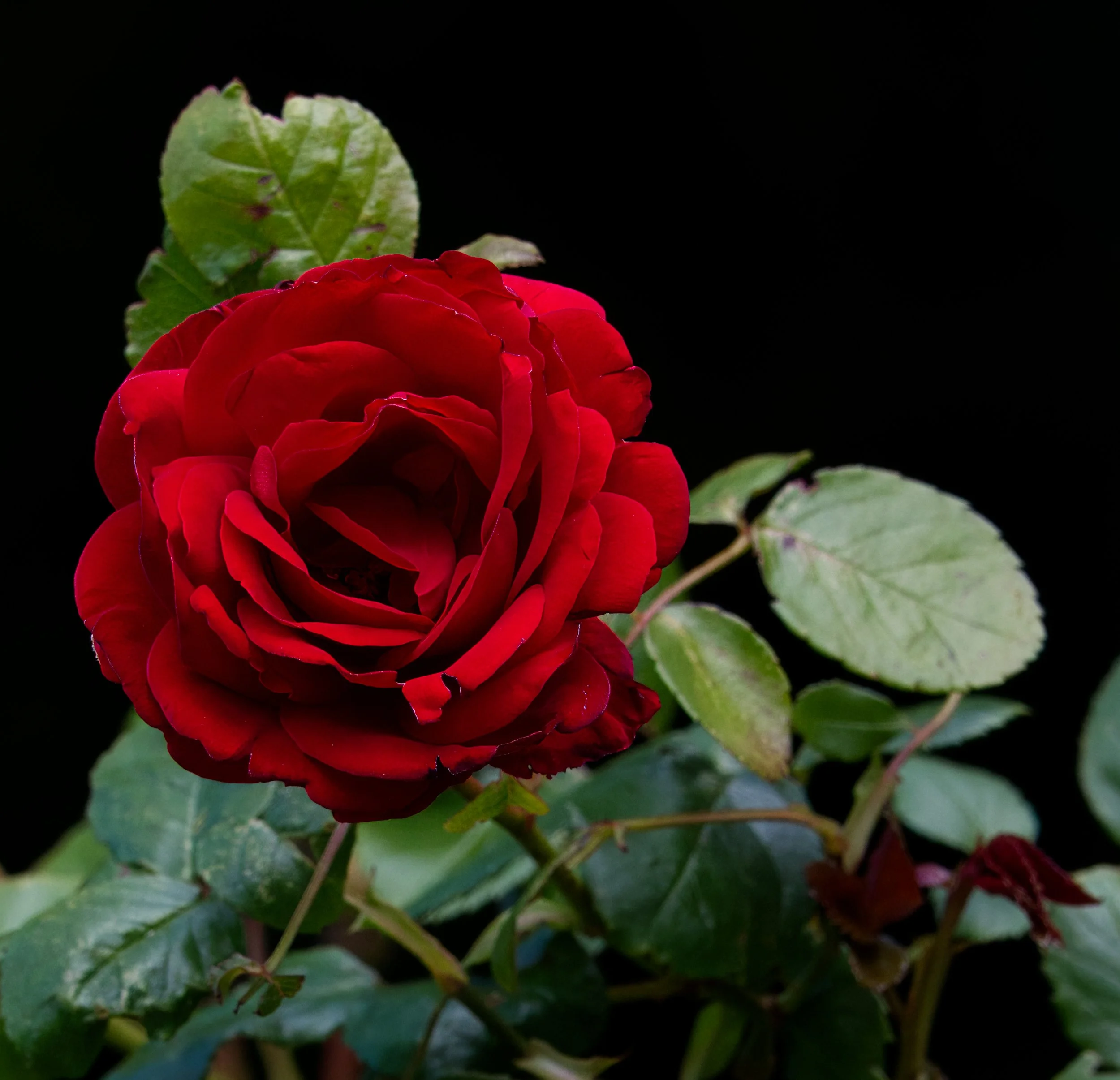 Rose, Obelisk Walk, Blackrock, Dublin