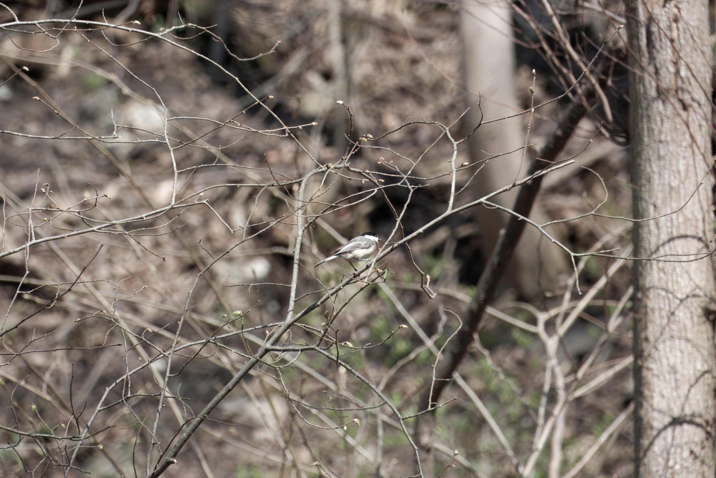 Chicadee, Yellow Creek Ravine, Toronto