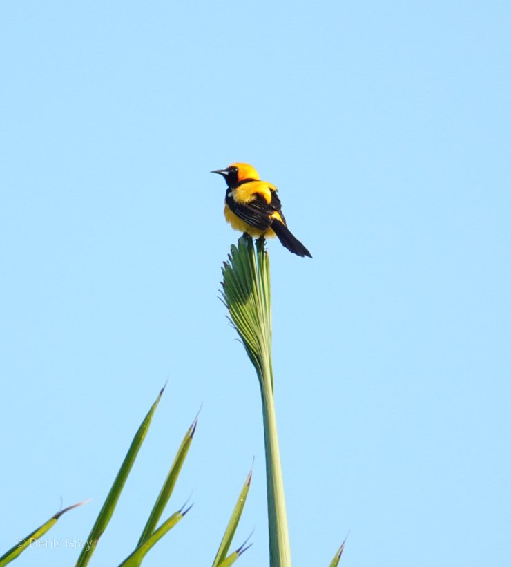 Yellow-backed Oriole, Hopkins, Belize