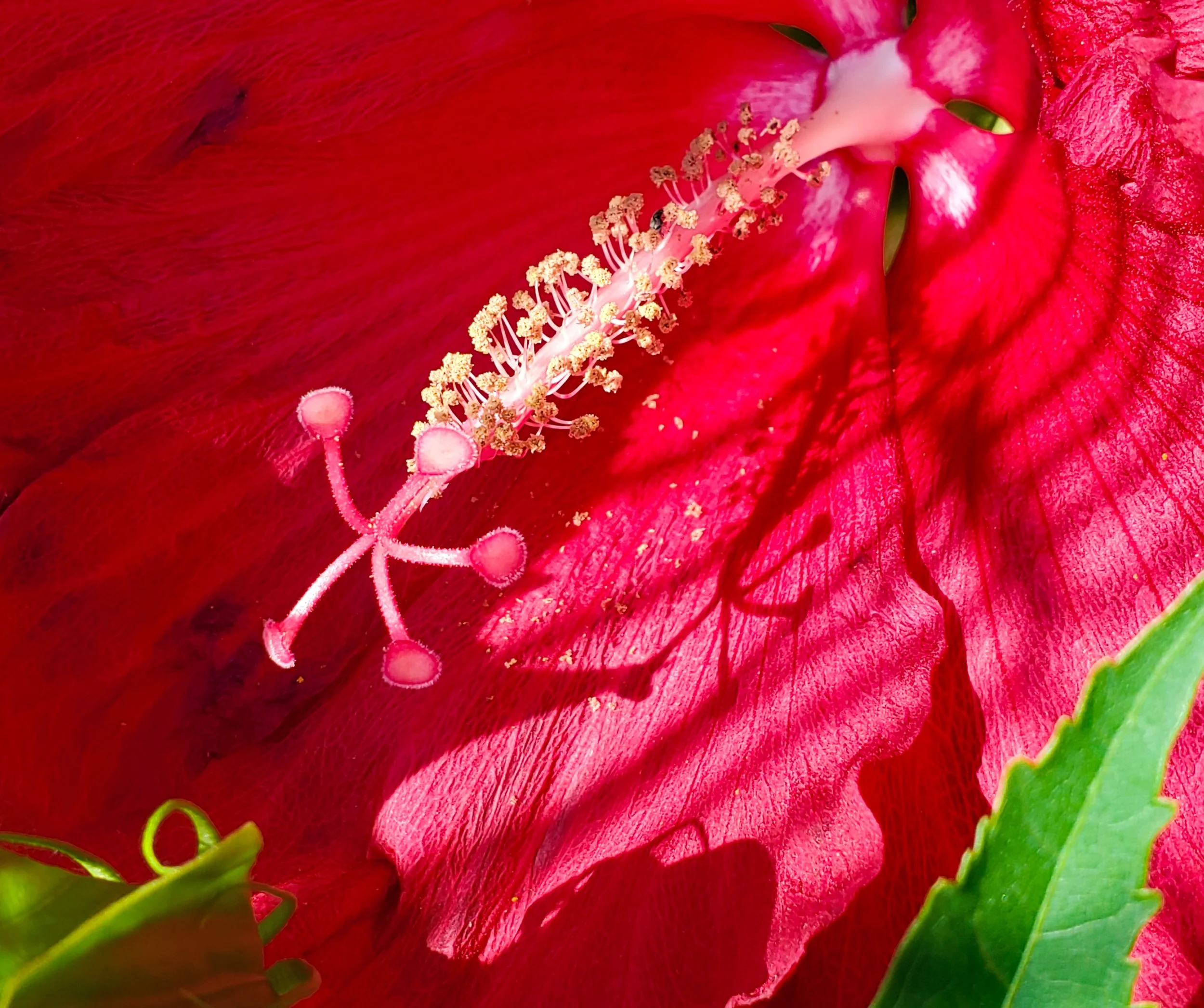Hibiscus Moschata