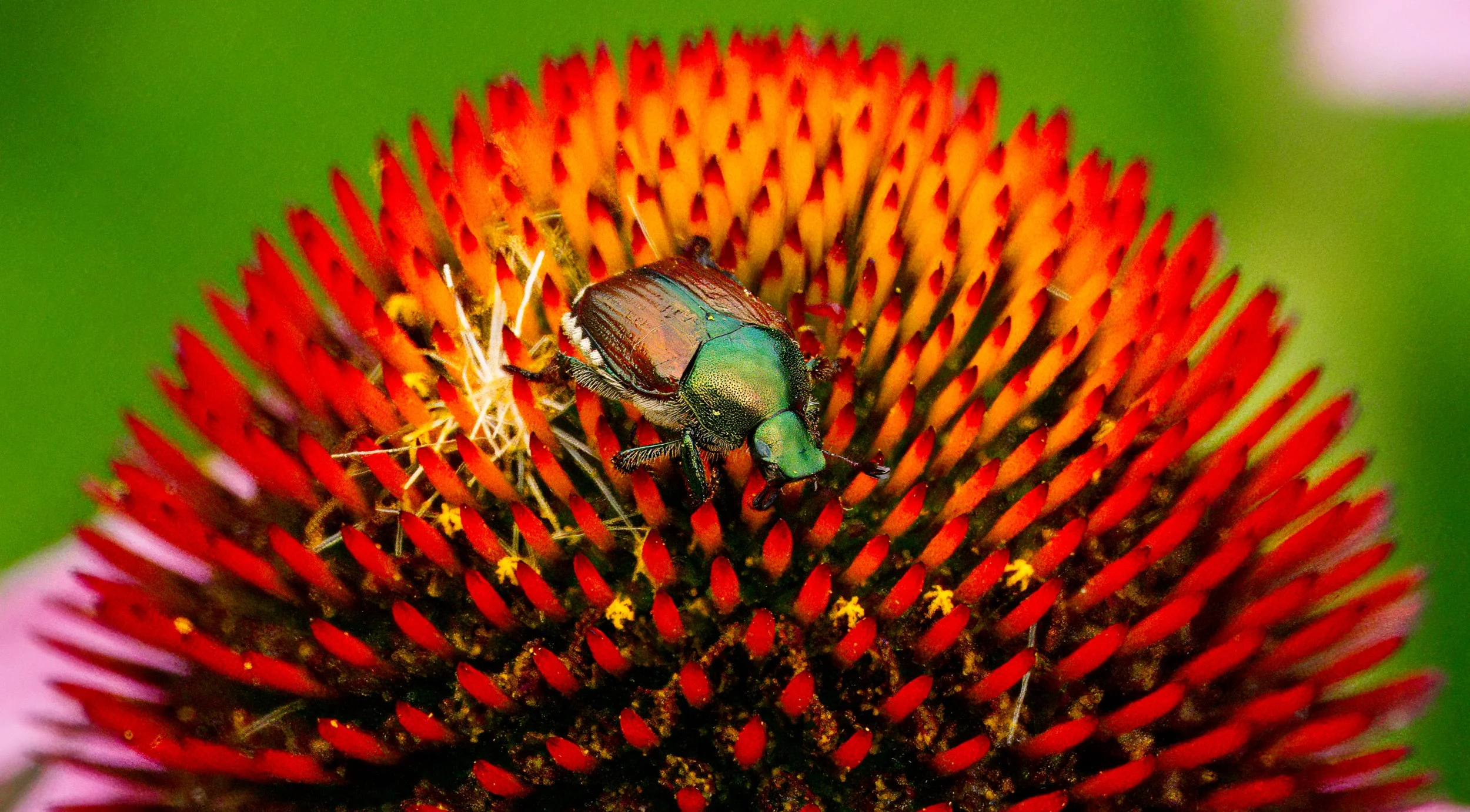 Invasive Japanese Beetle on Echinacea