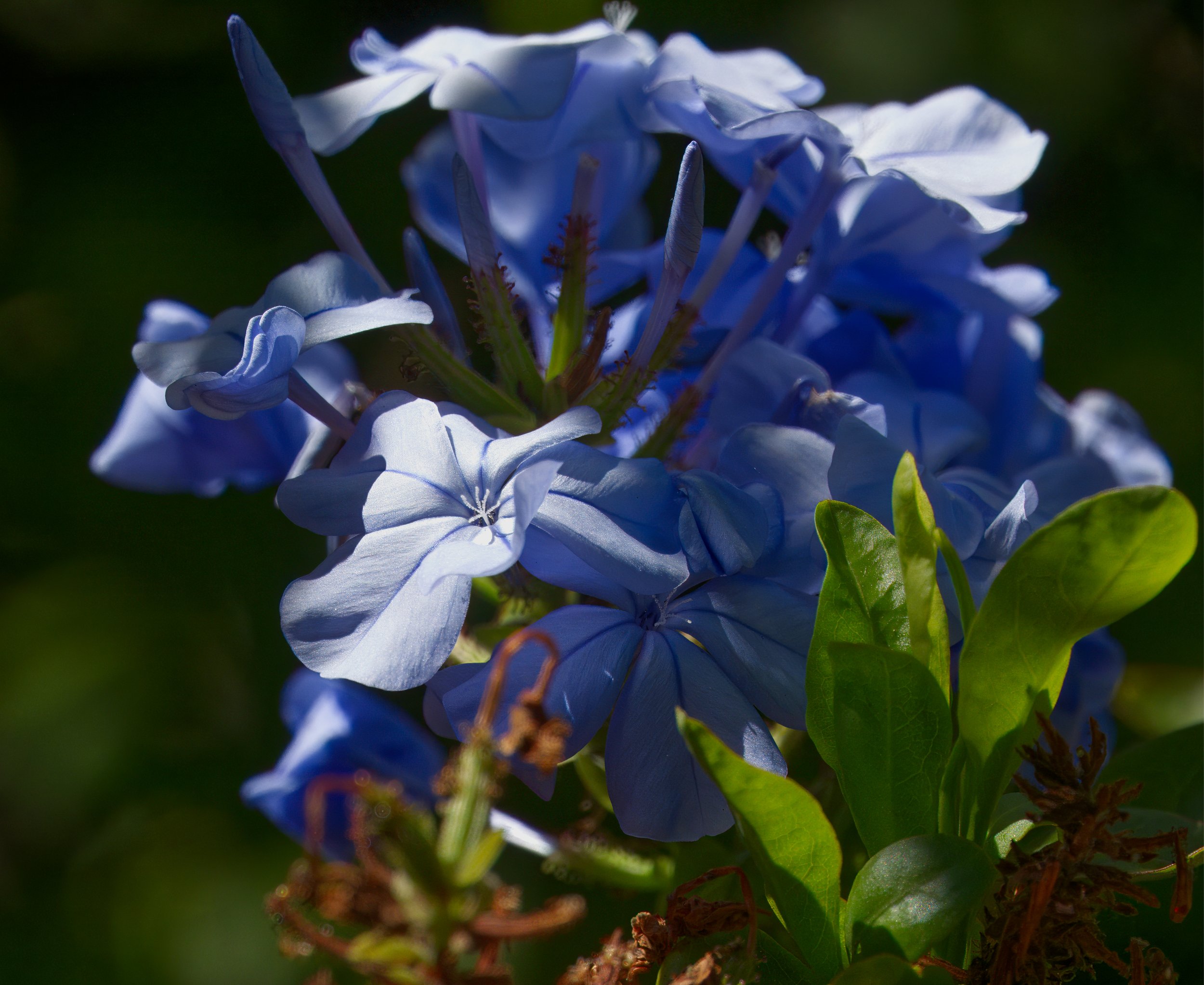 Plumbago, Laguna Woods, Southern California