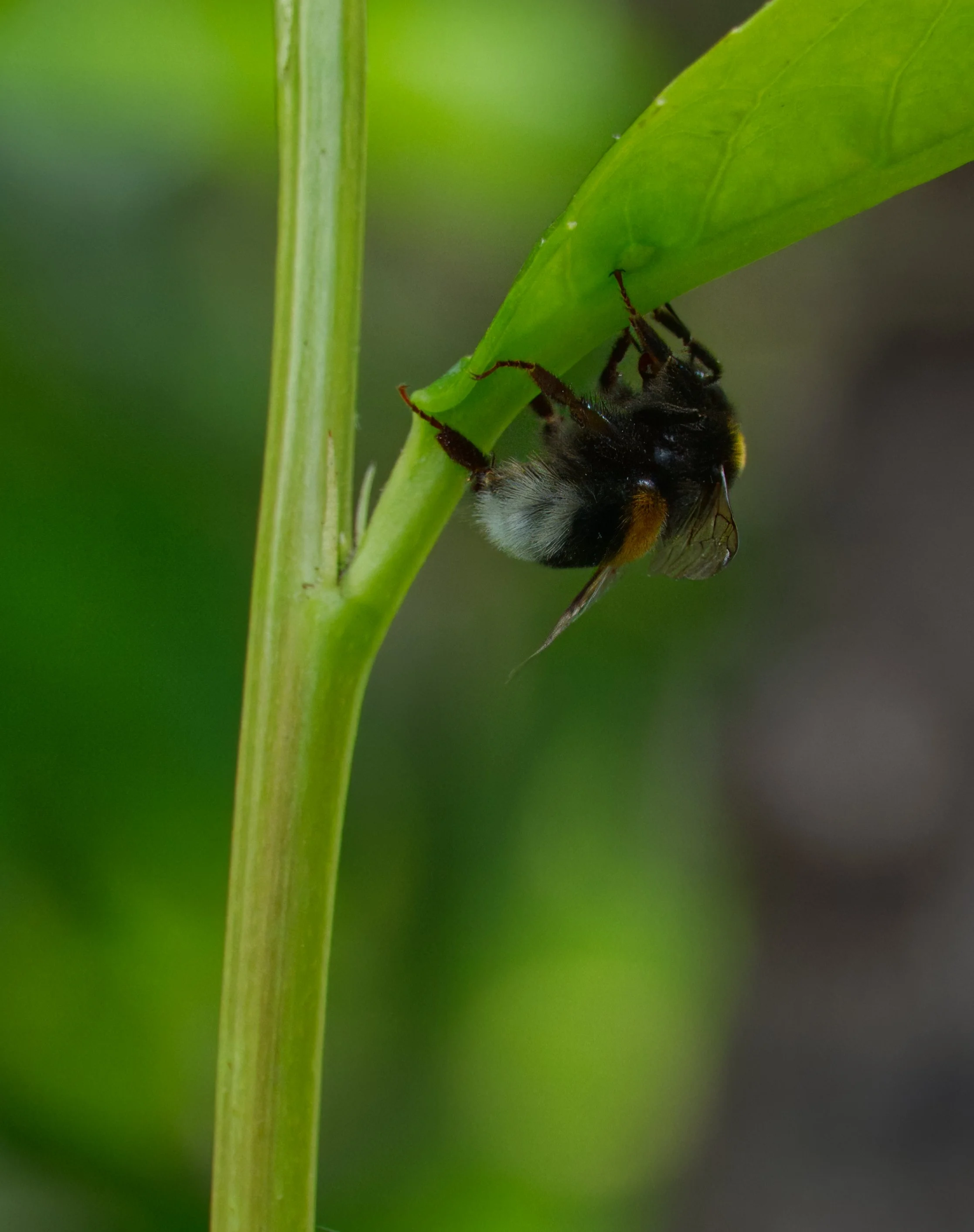 Koog Bee DSC06161.jpg