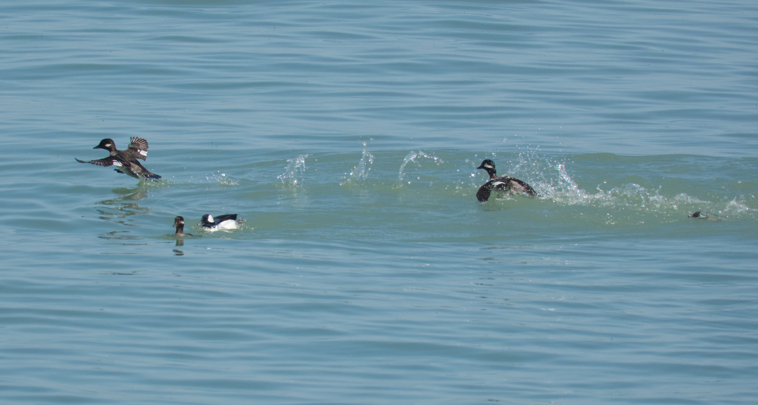 Buffleheads high jinks