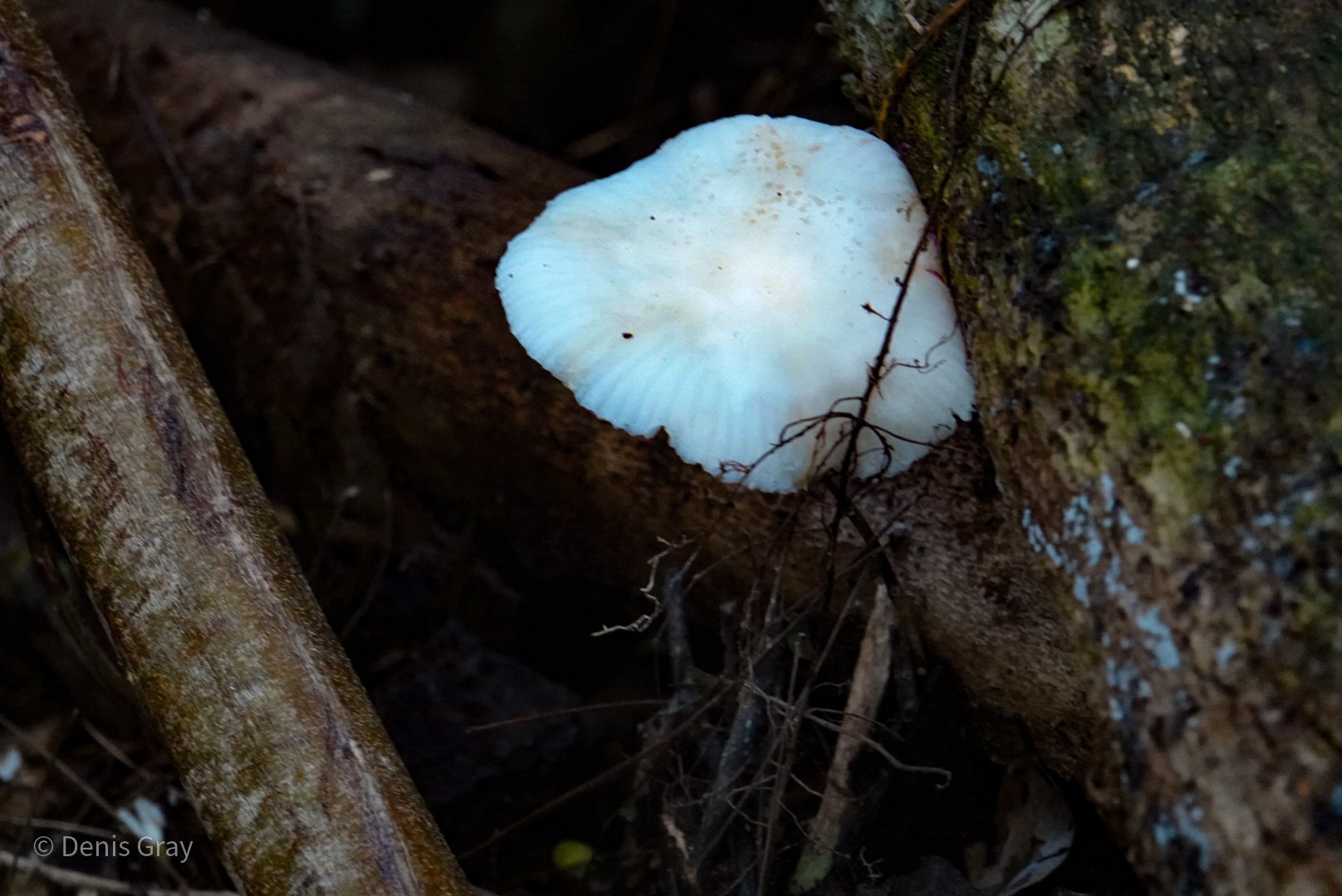 Oyster Mushroom, Western belize