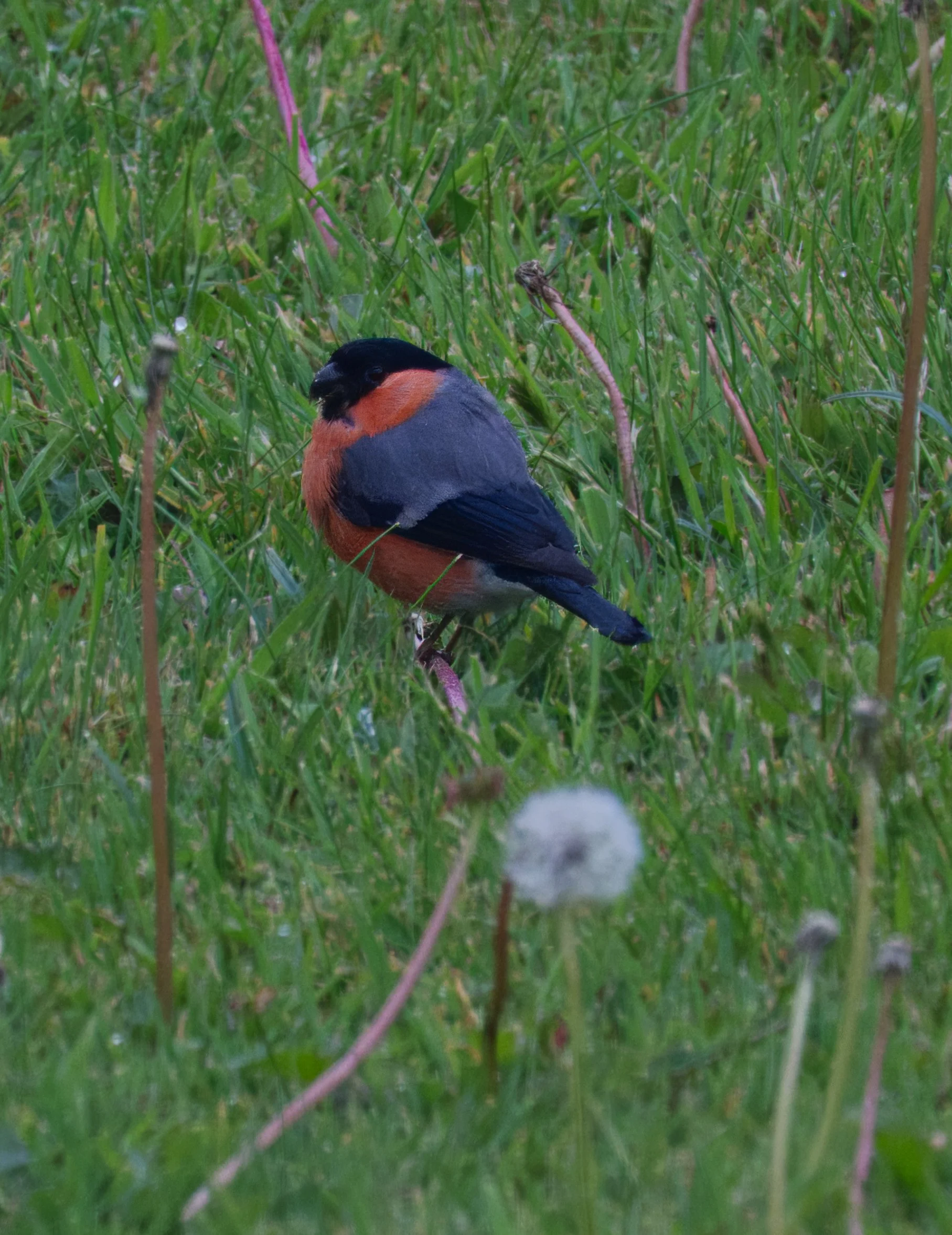Bullfinch, male, Petitiswood, Mullingar