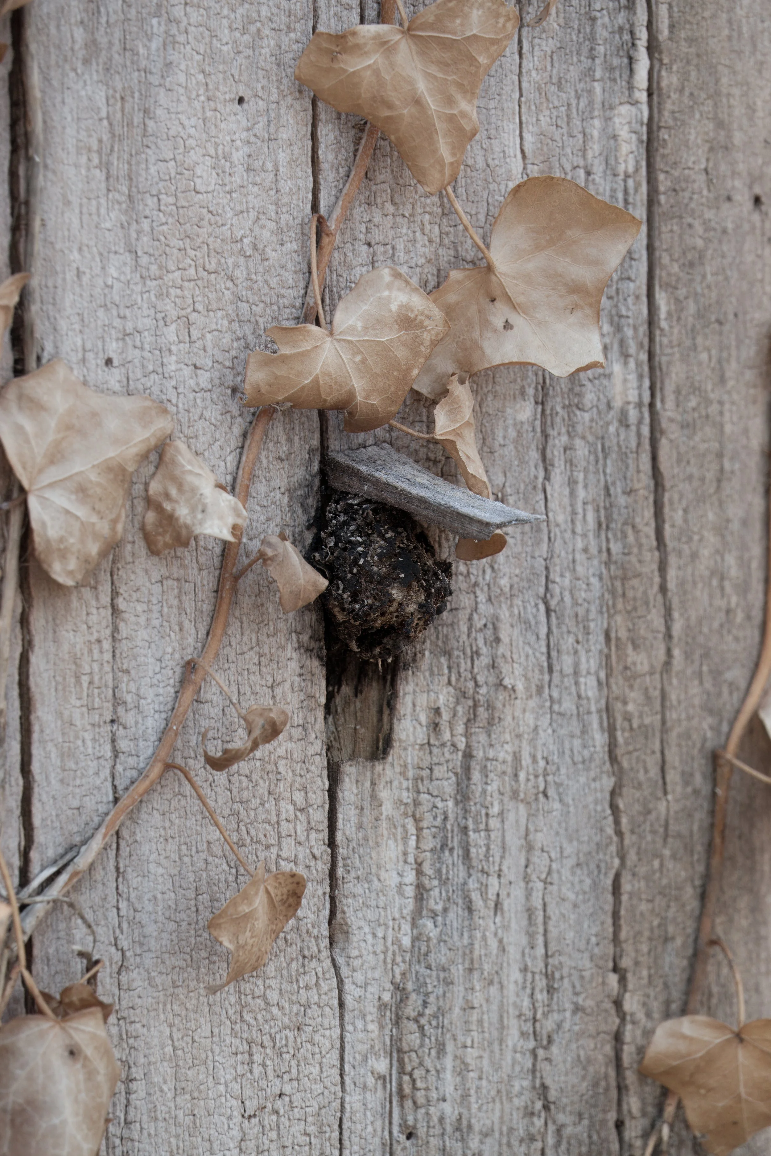 Peek-a-boo, Yellow Creek Ravine, Toronto
