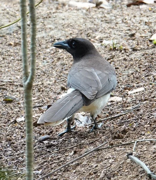 Brown Jay, Western Belize