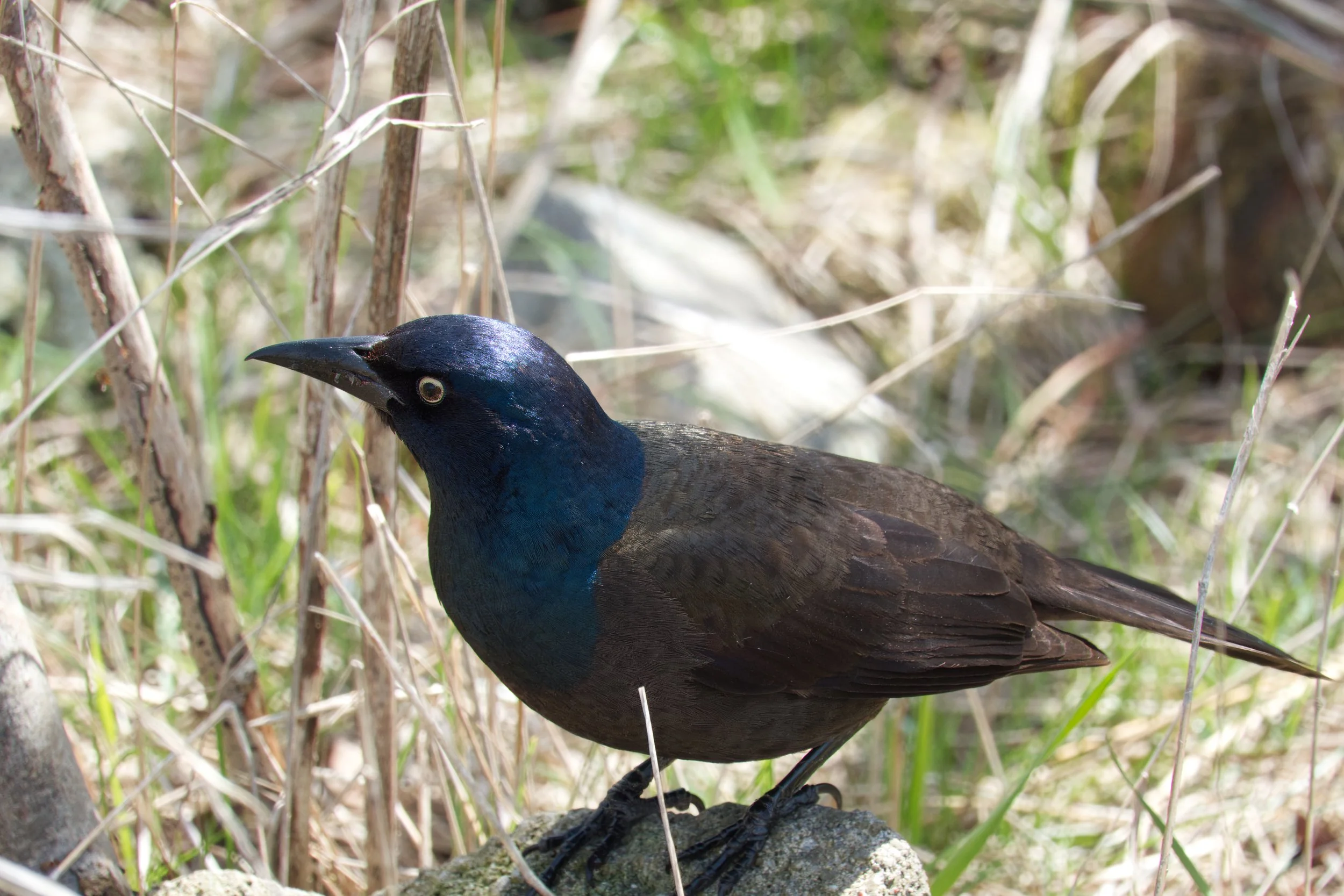 Grackle