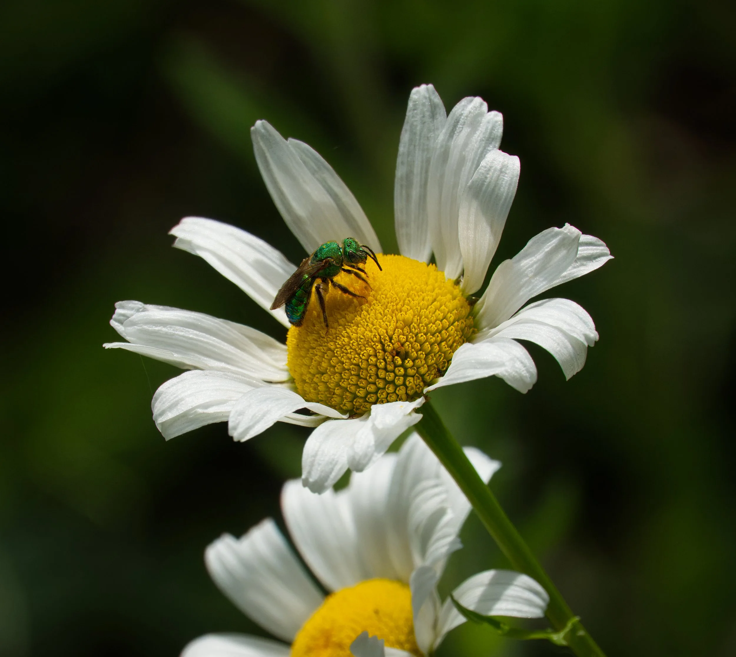 Pure Green Sweat Bee (note the extra eyes on the top of its head)