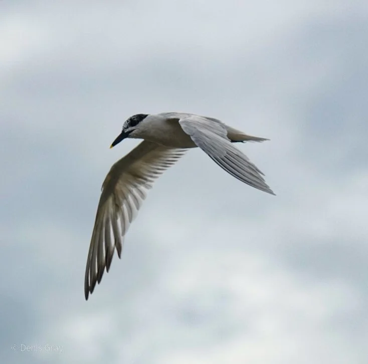 Sandwich Tern, Hopkins, Belize