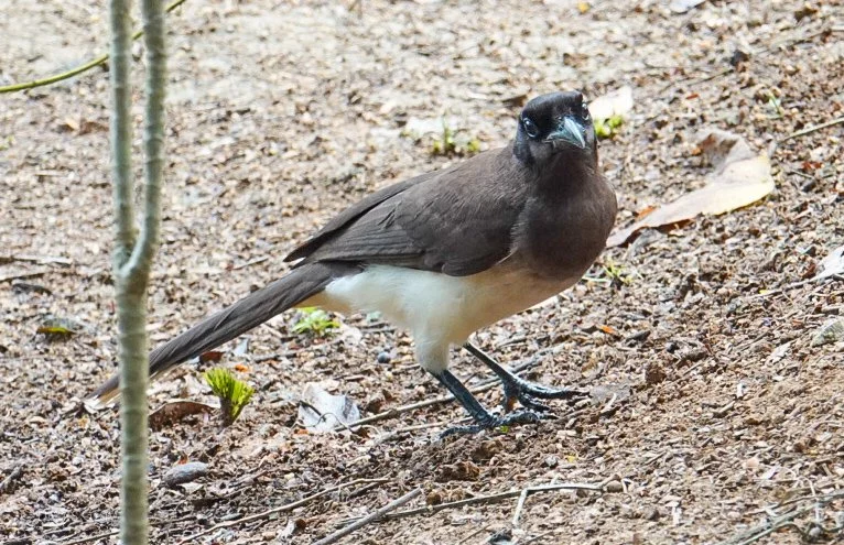 Brown Jay, Western Belize