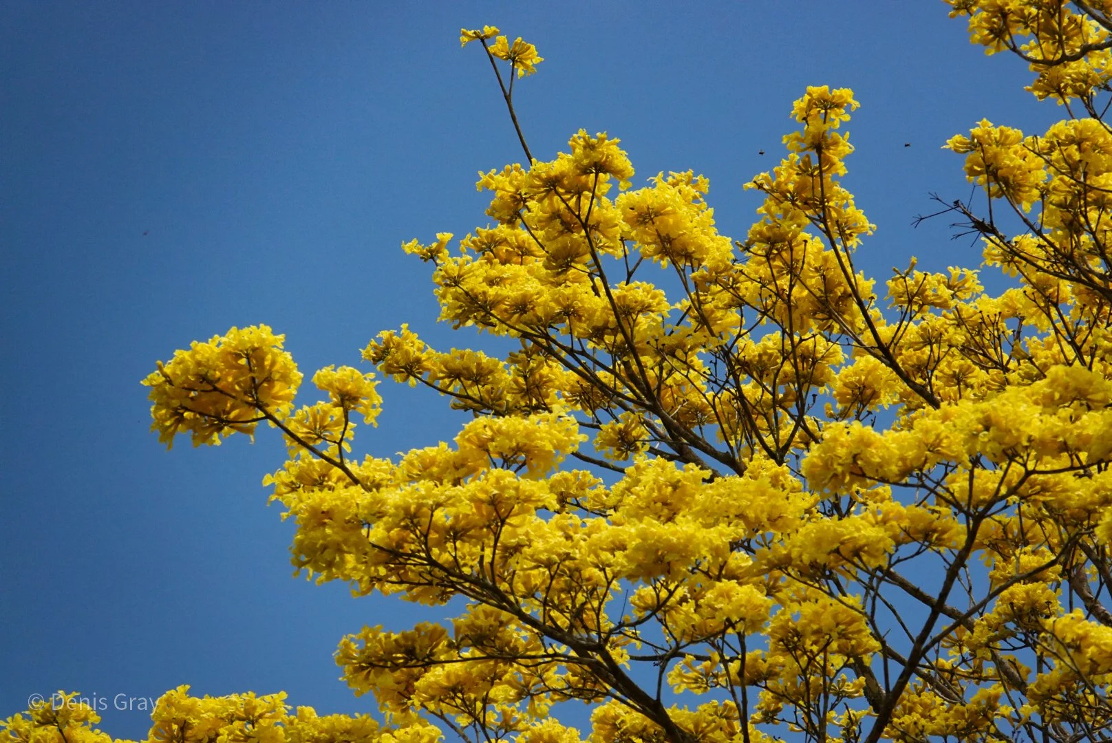 Golden Trumpet Tree, Belize Botanic Garden, Western Belize
