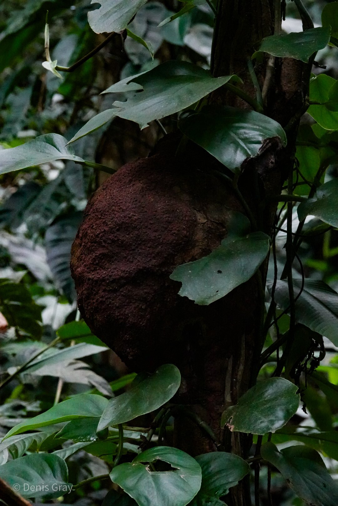 Termite "nest", Western Belize