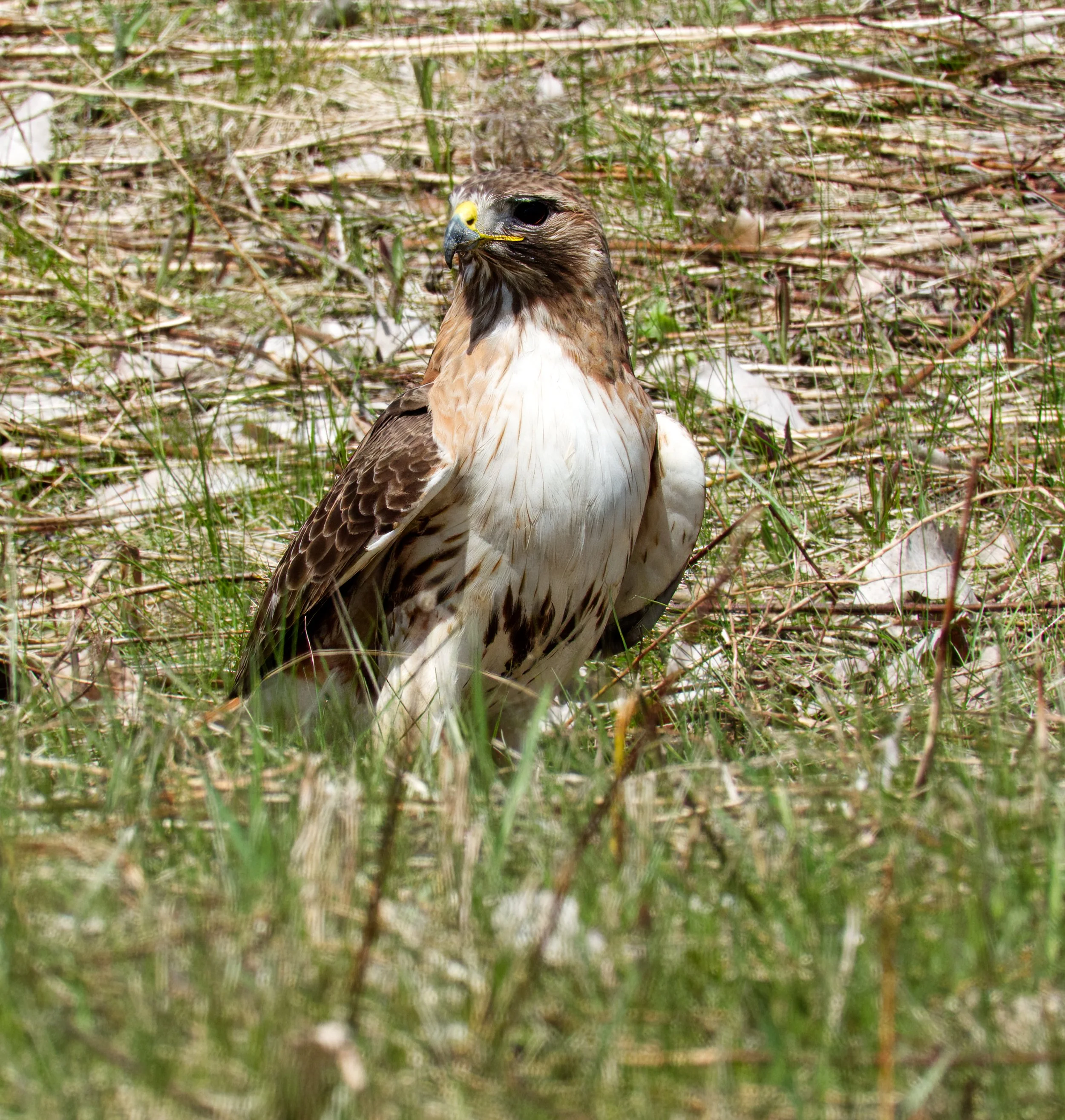 Red-Tailed Hawk 01 DSC05427.jpg